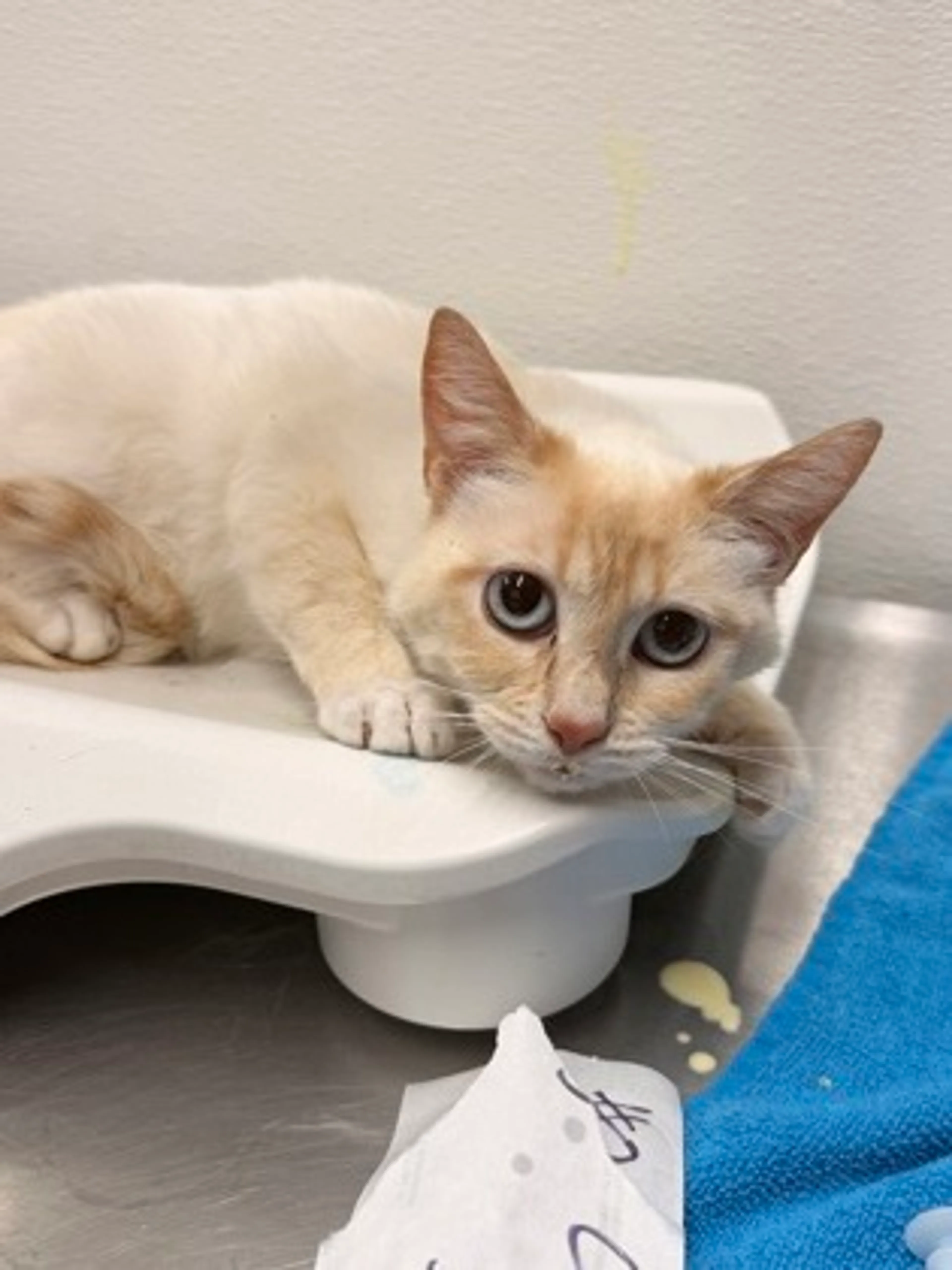 Found pet