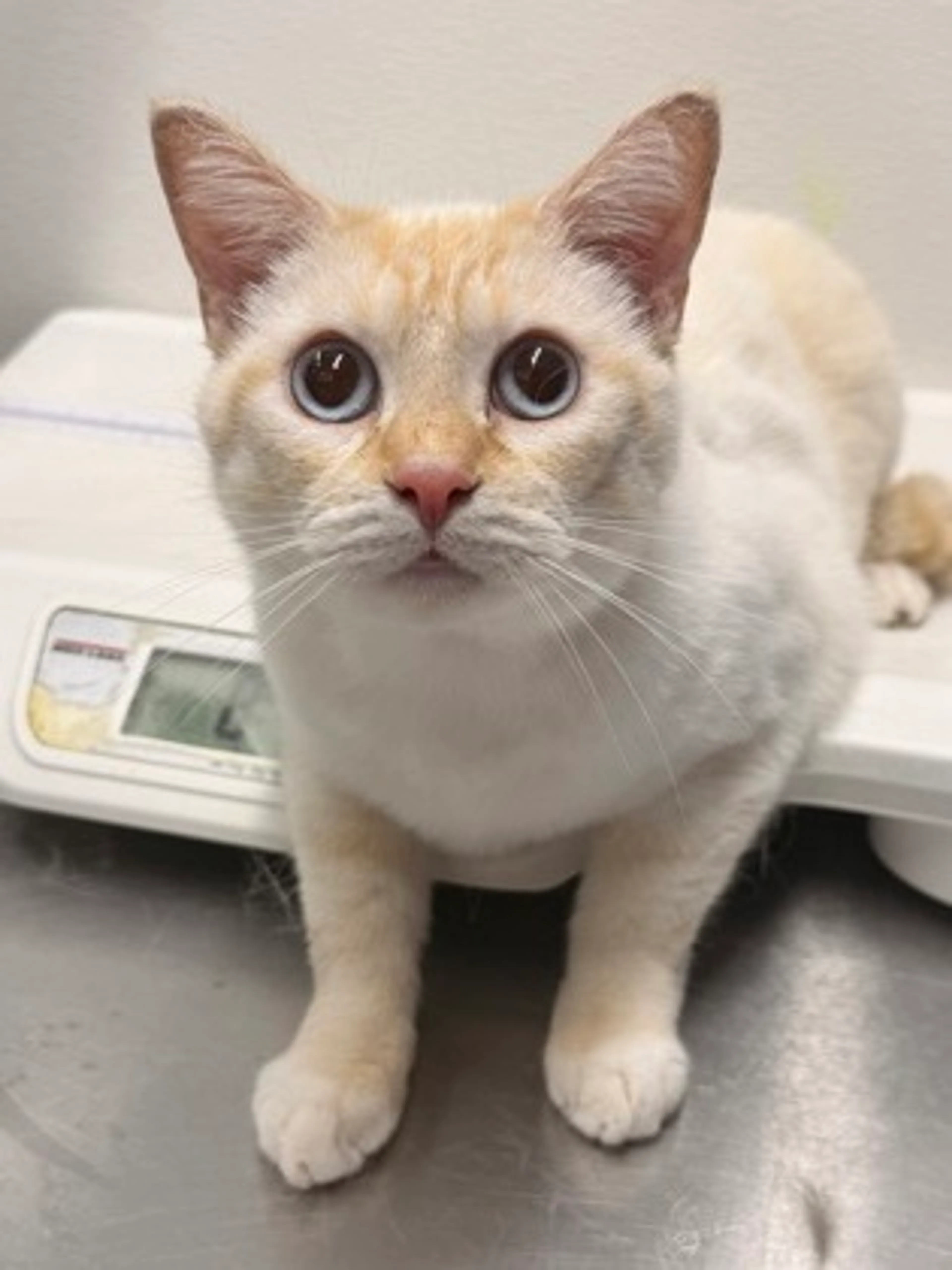 Found pet