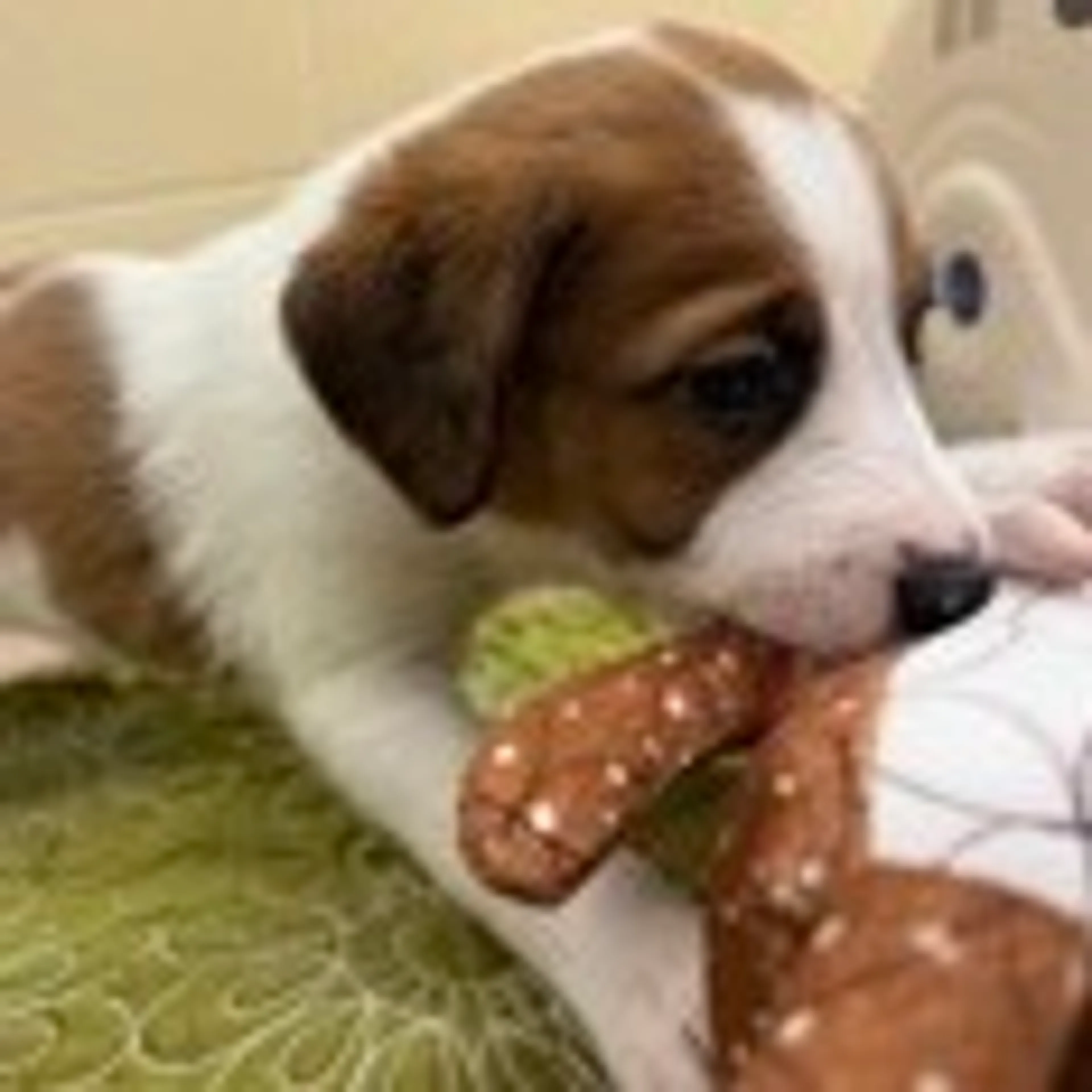 Found pet-1