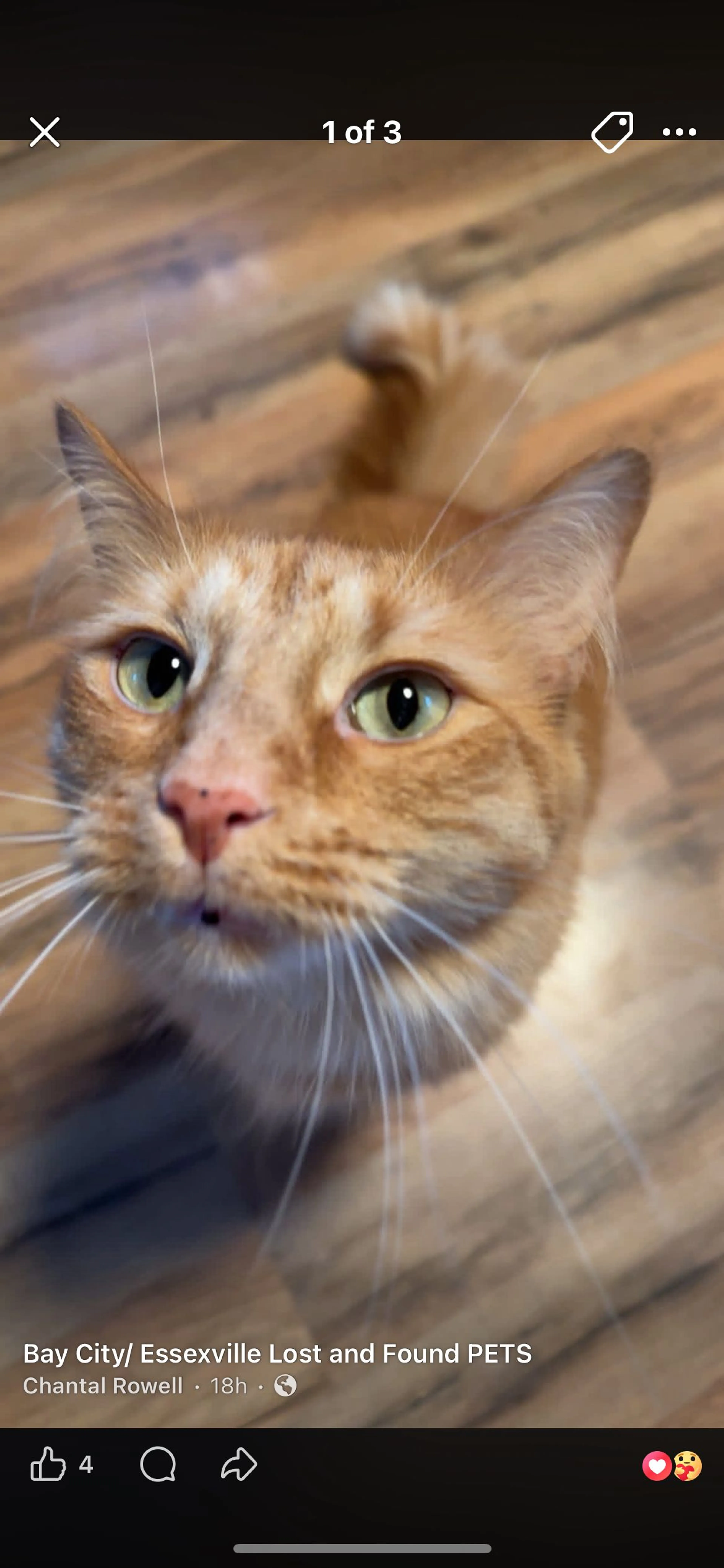 Lost pet-0