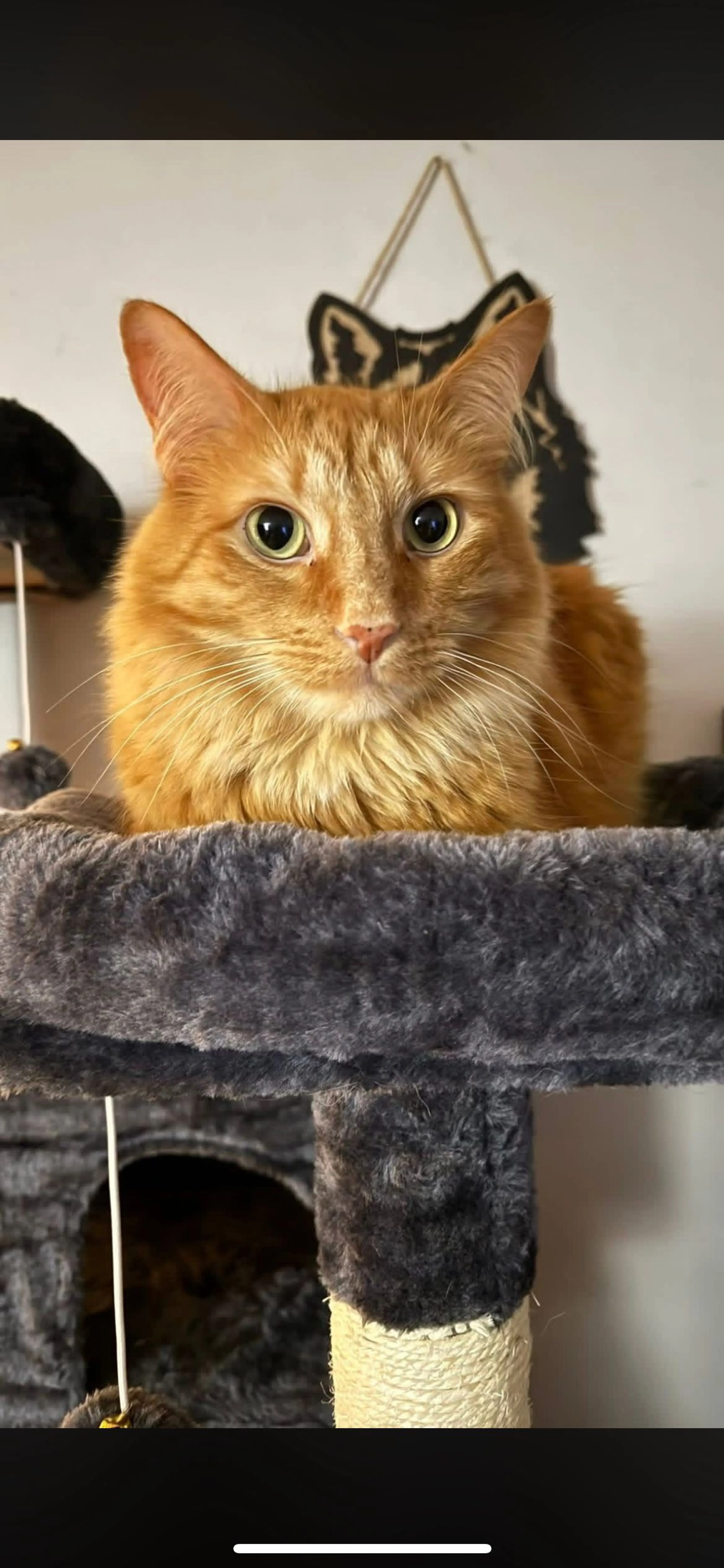 Lost pet-1