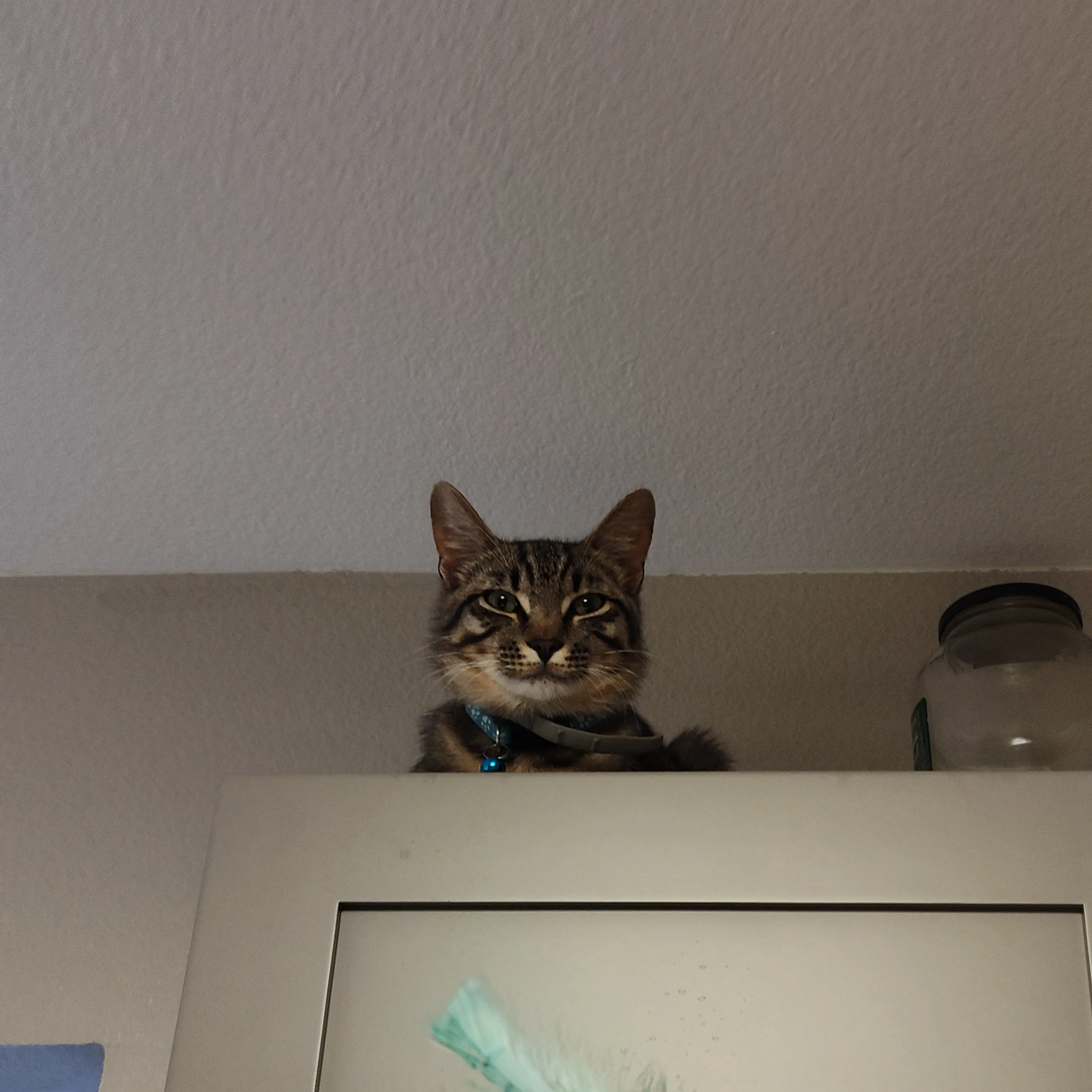 Lost pet-2