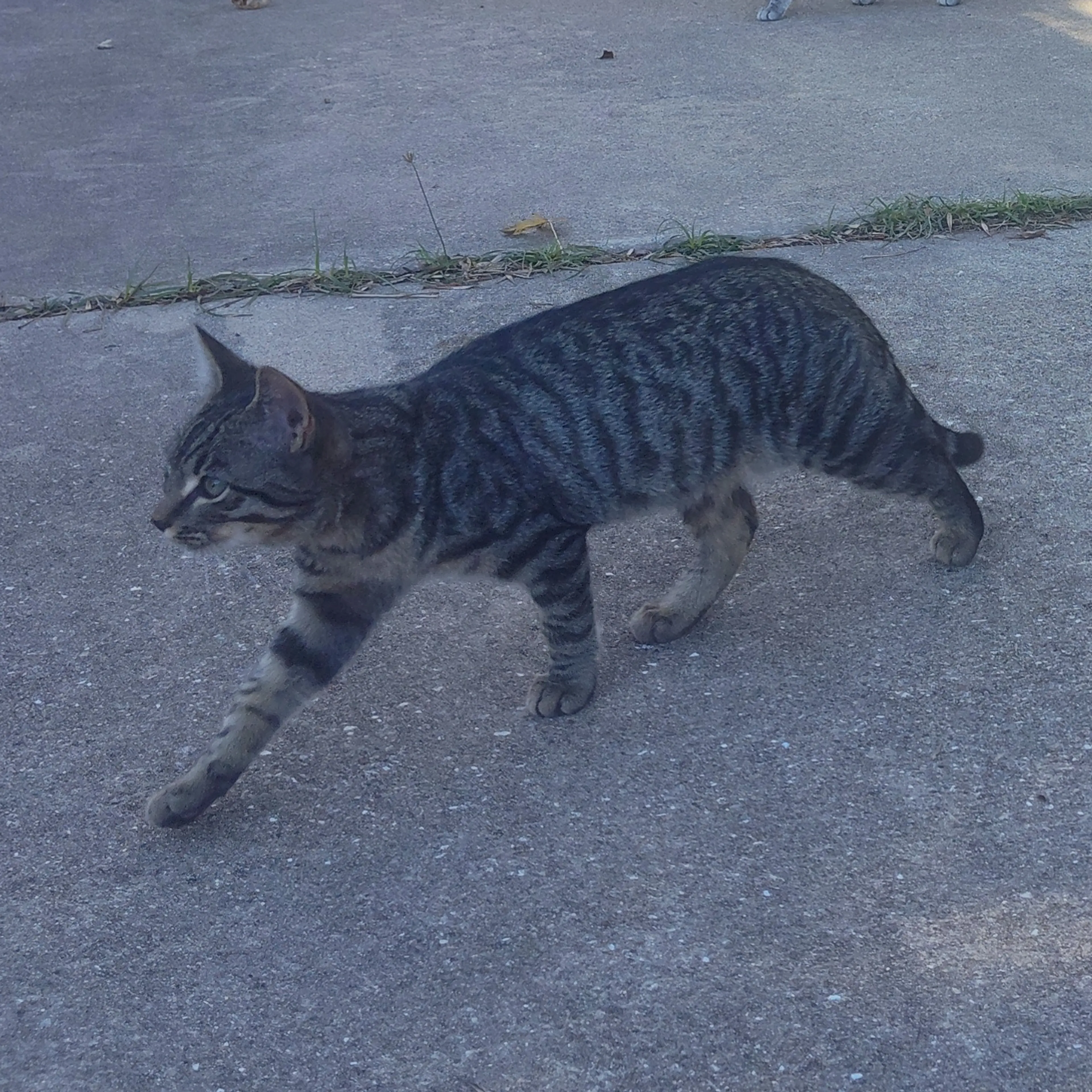 Lost pet-3