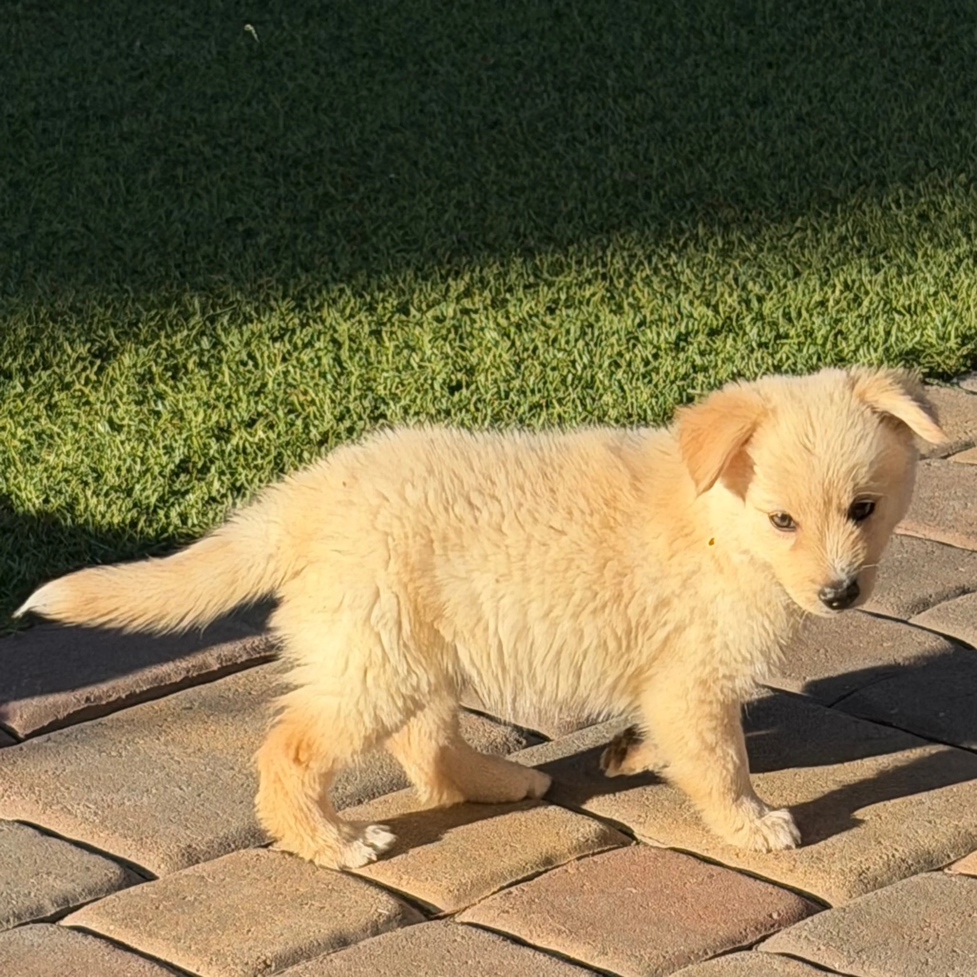 Found pet-2