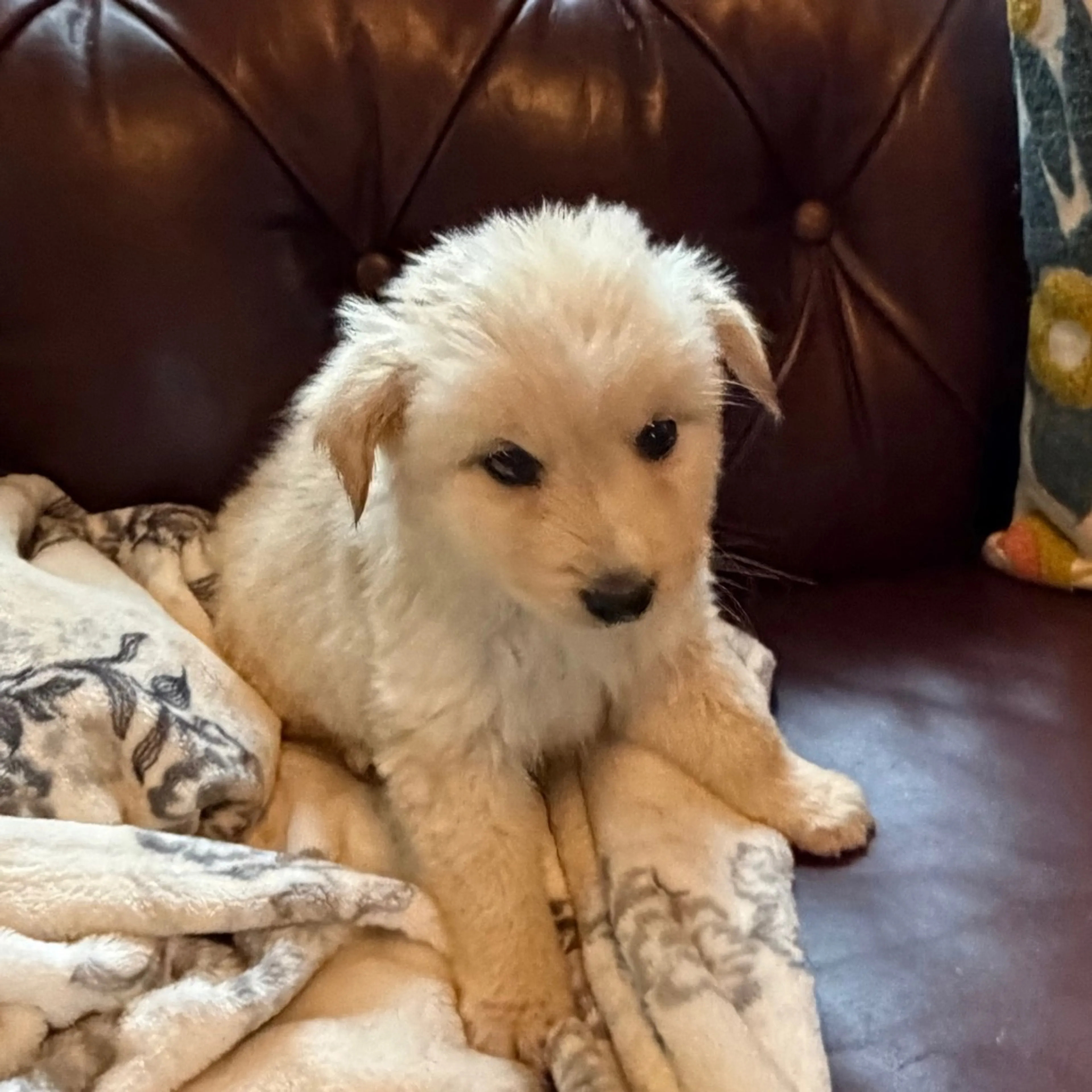 Found pet-1