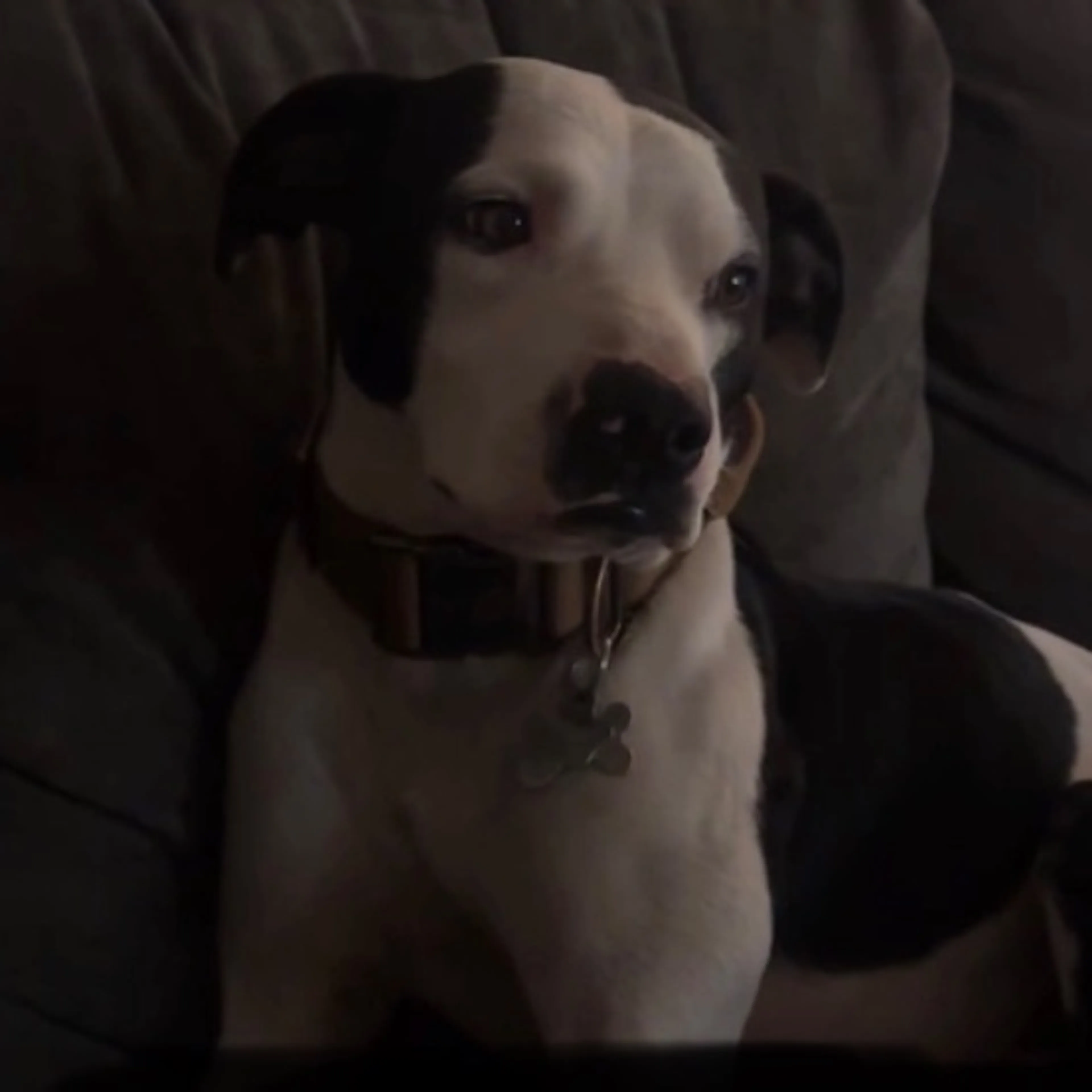 Lost pet