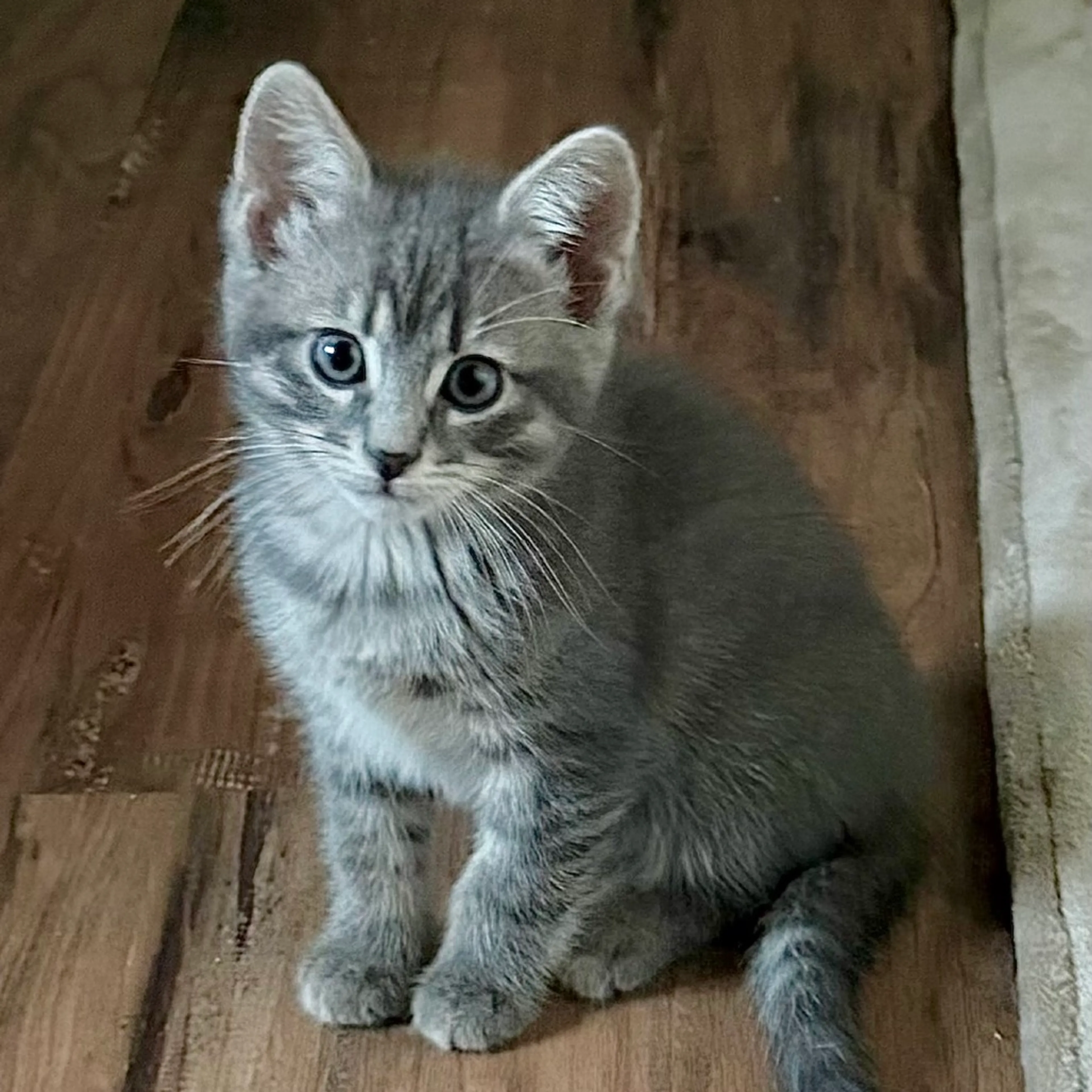 Found pet-0