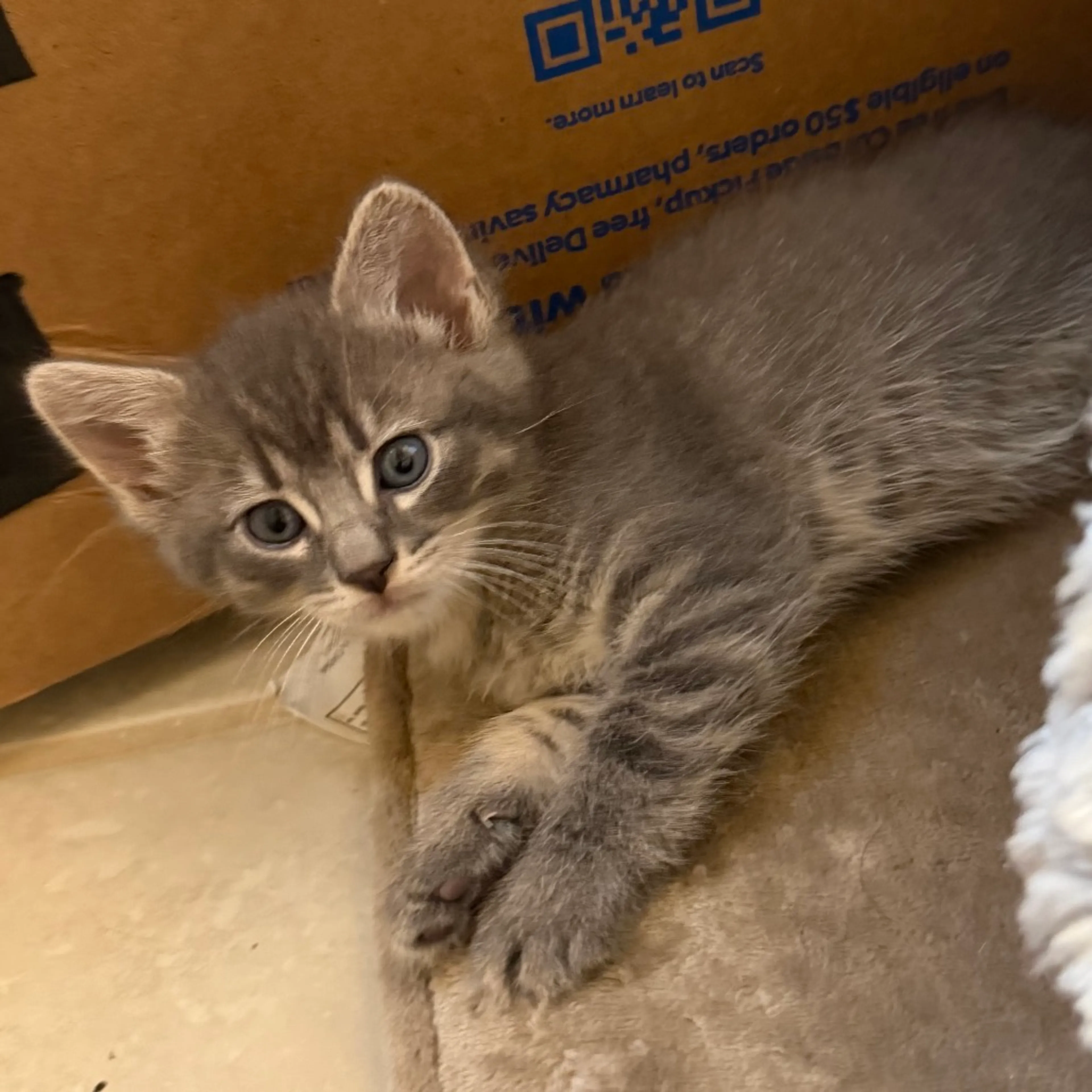 Found pet-2