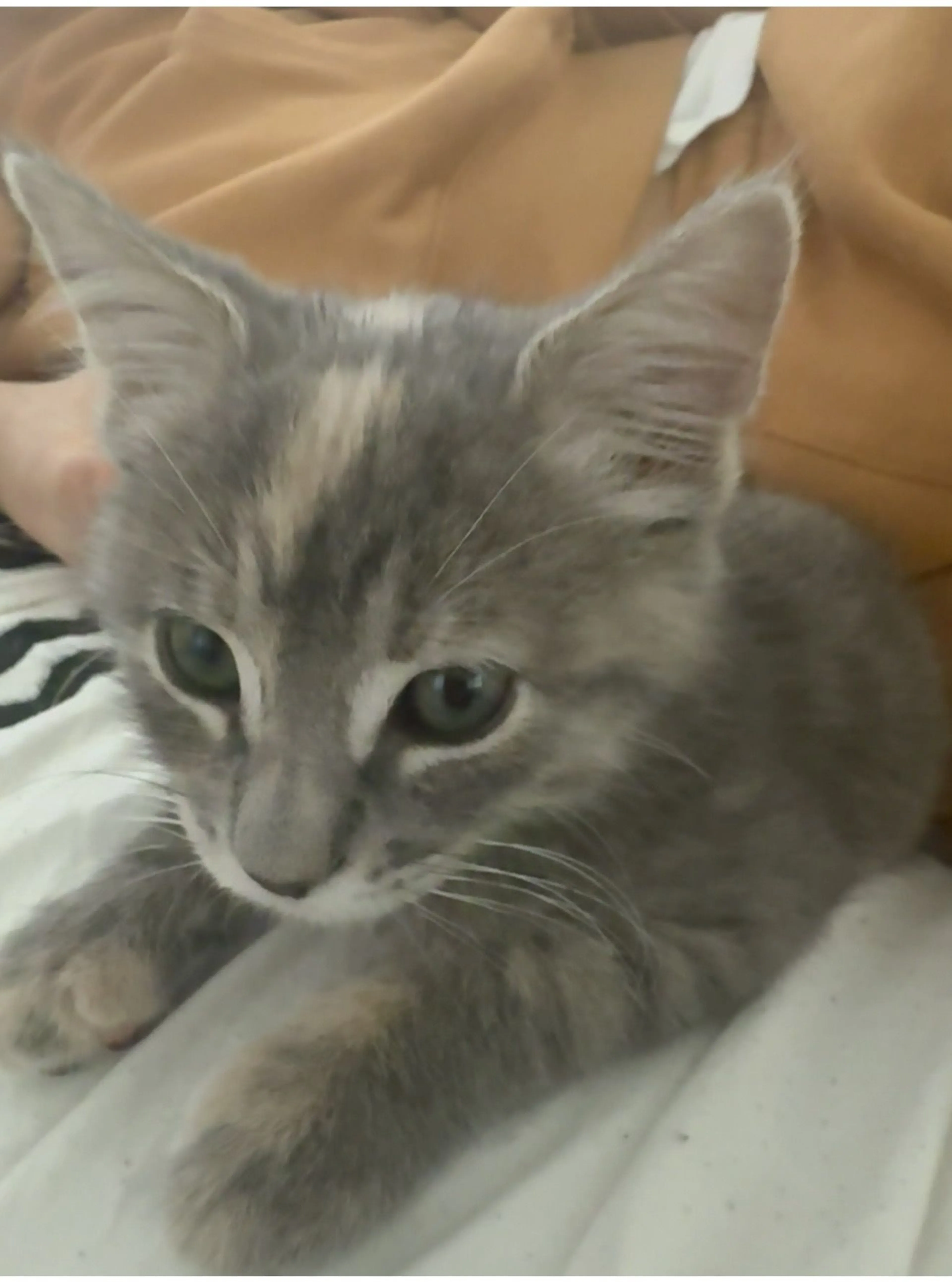 Lost pet
