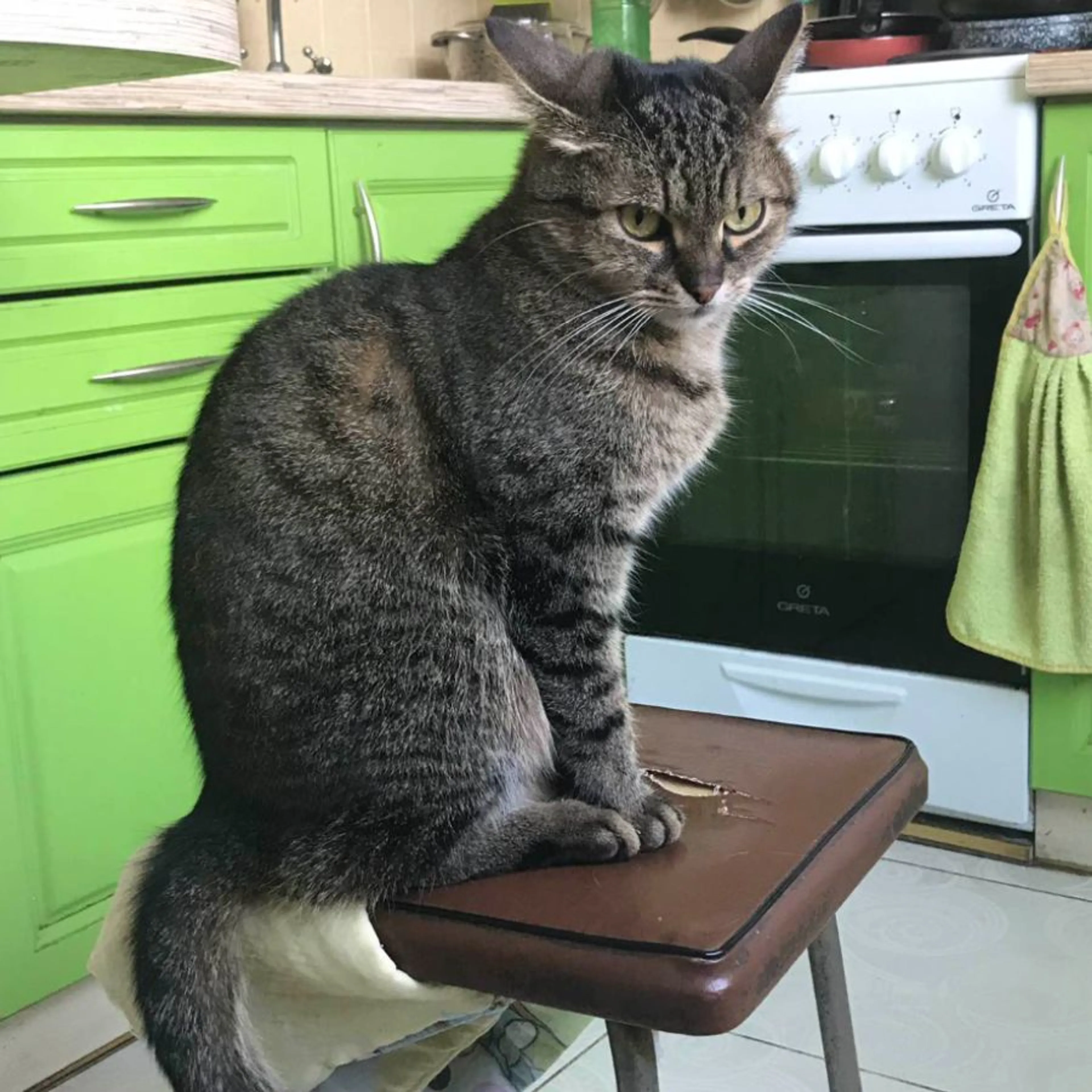 Lost pet-0