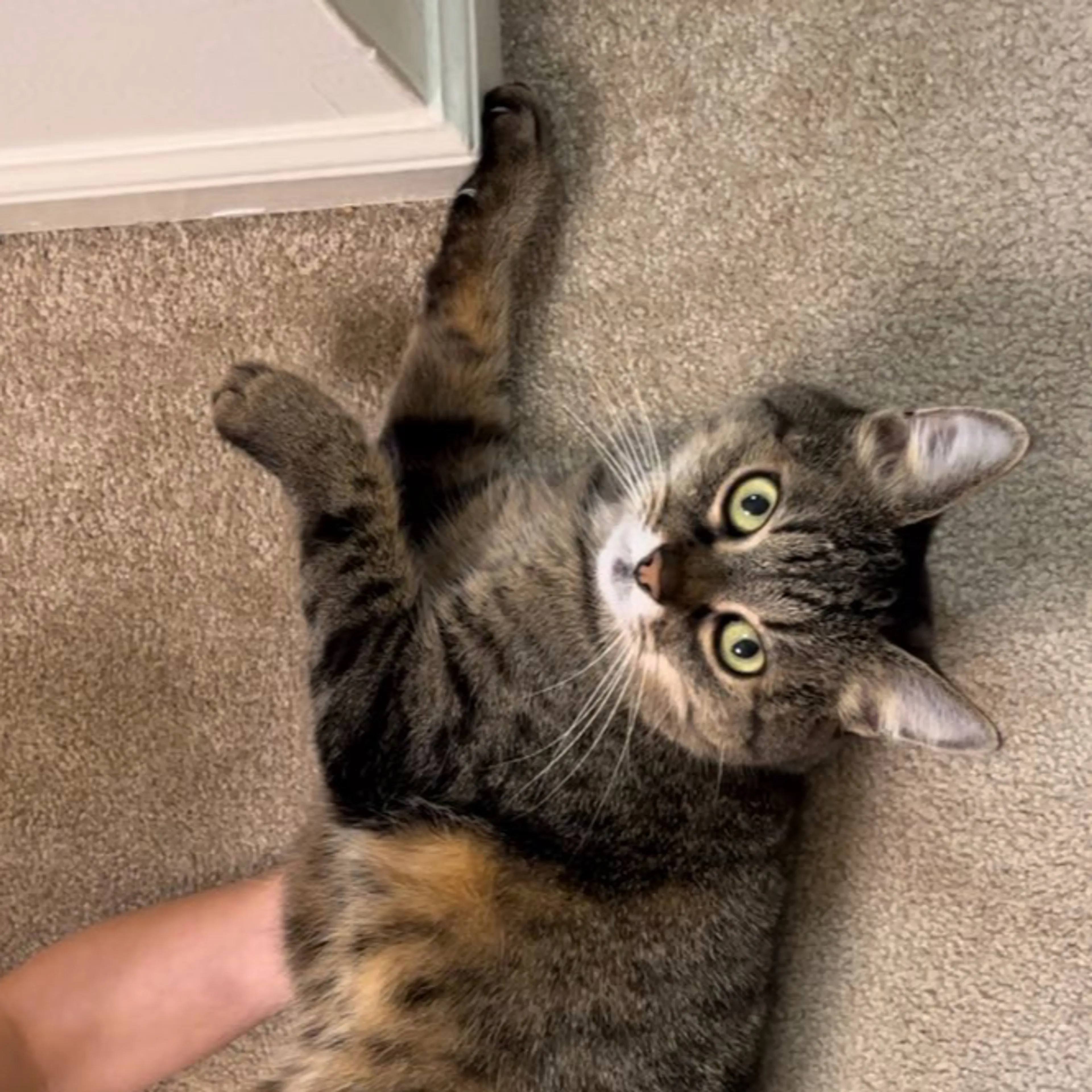 Lost pet-3