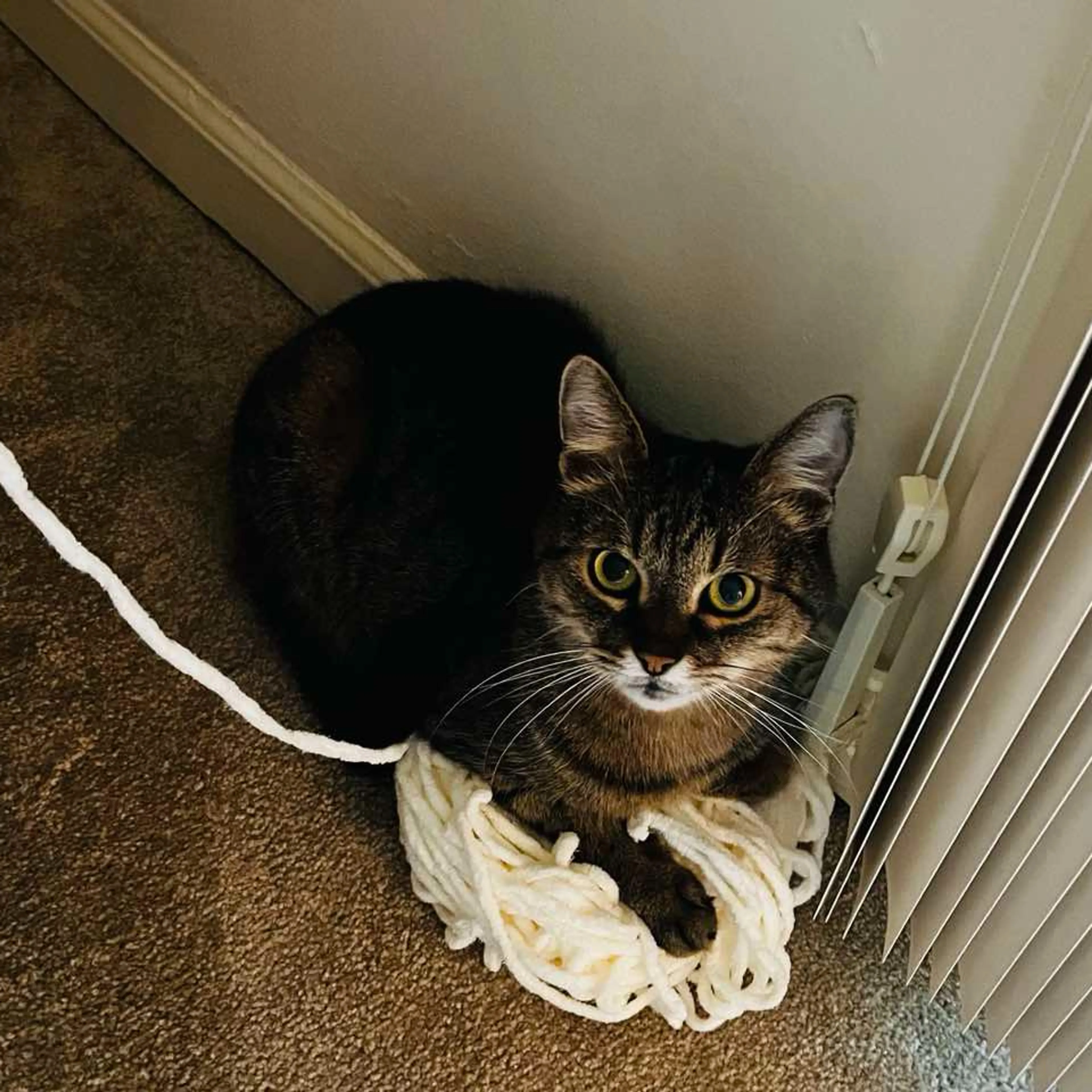 Lost pet-2