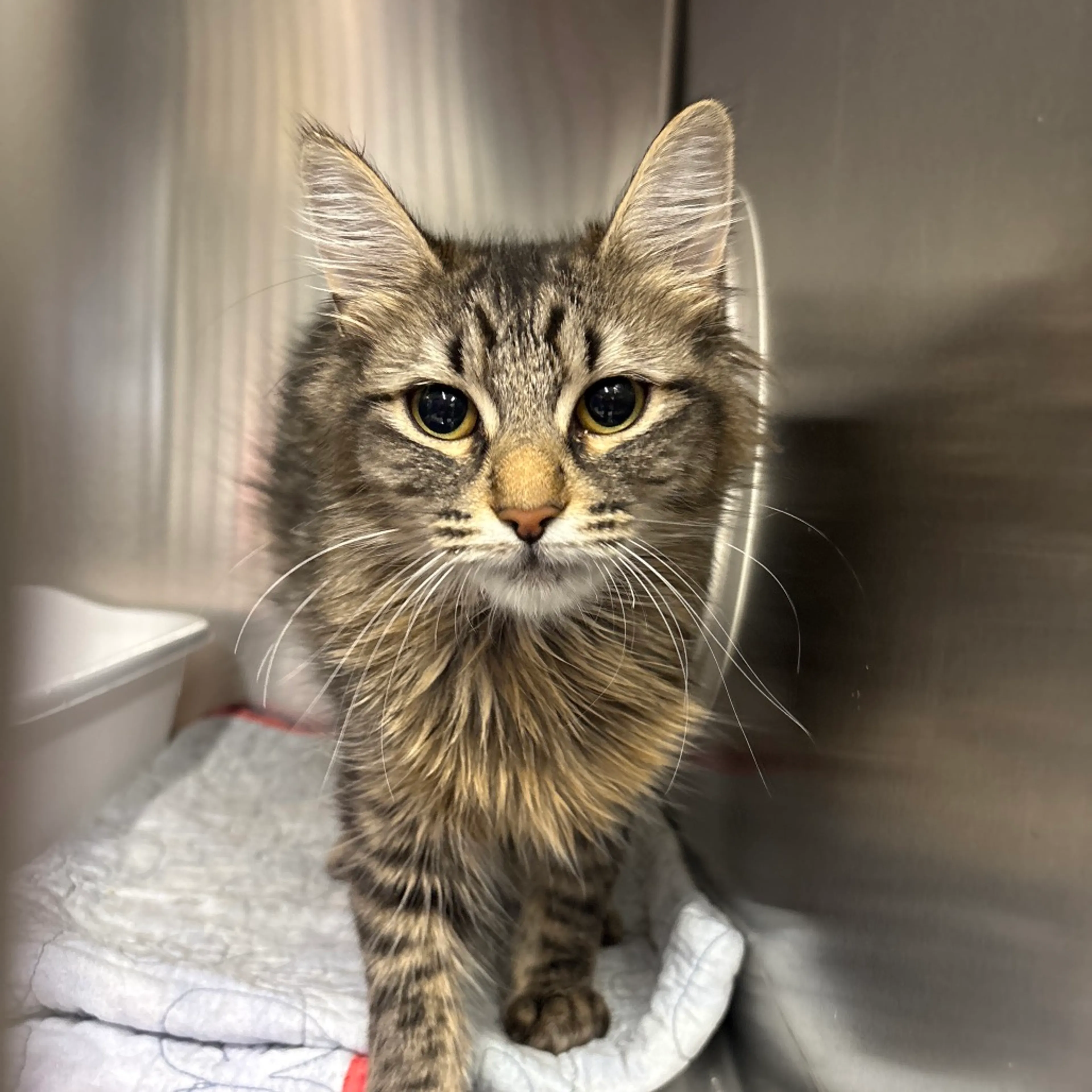 Found pet
