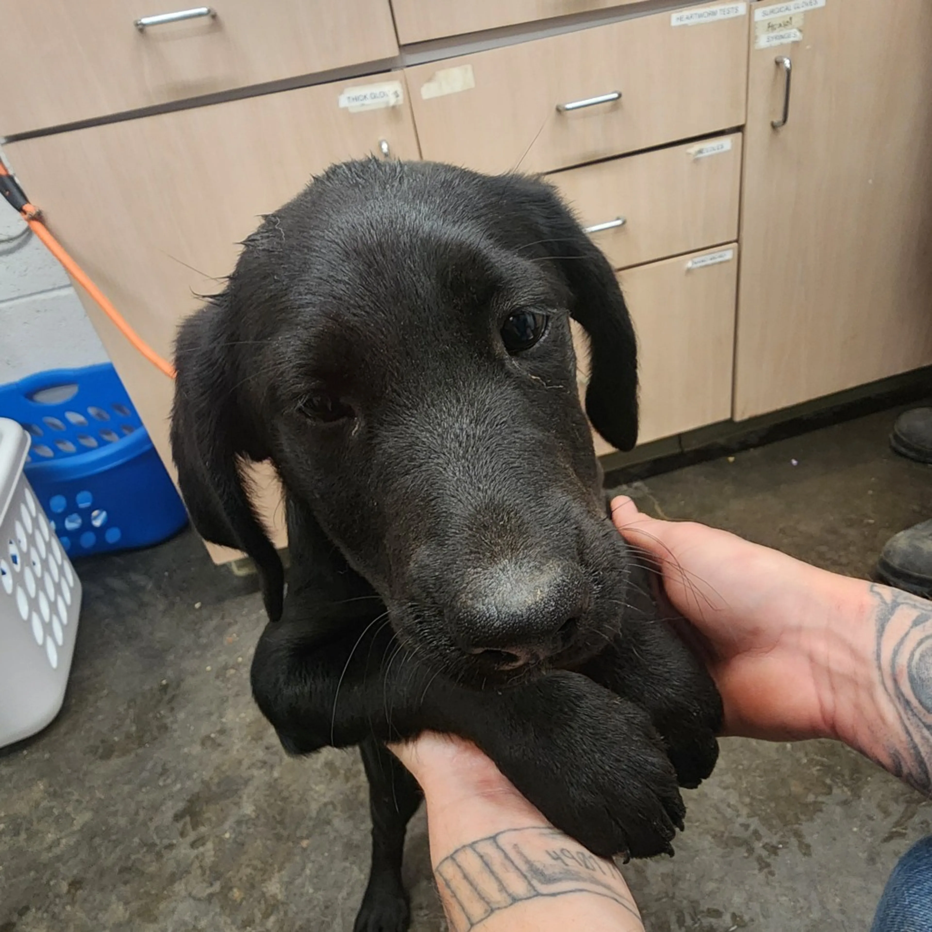 Found pet-1