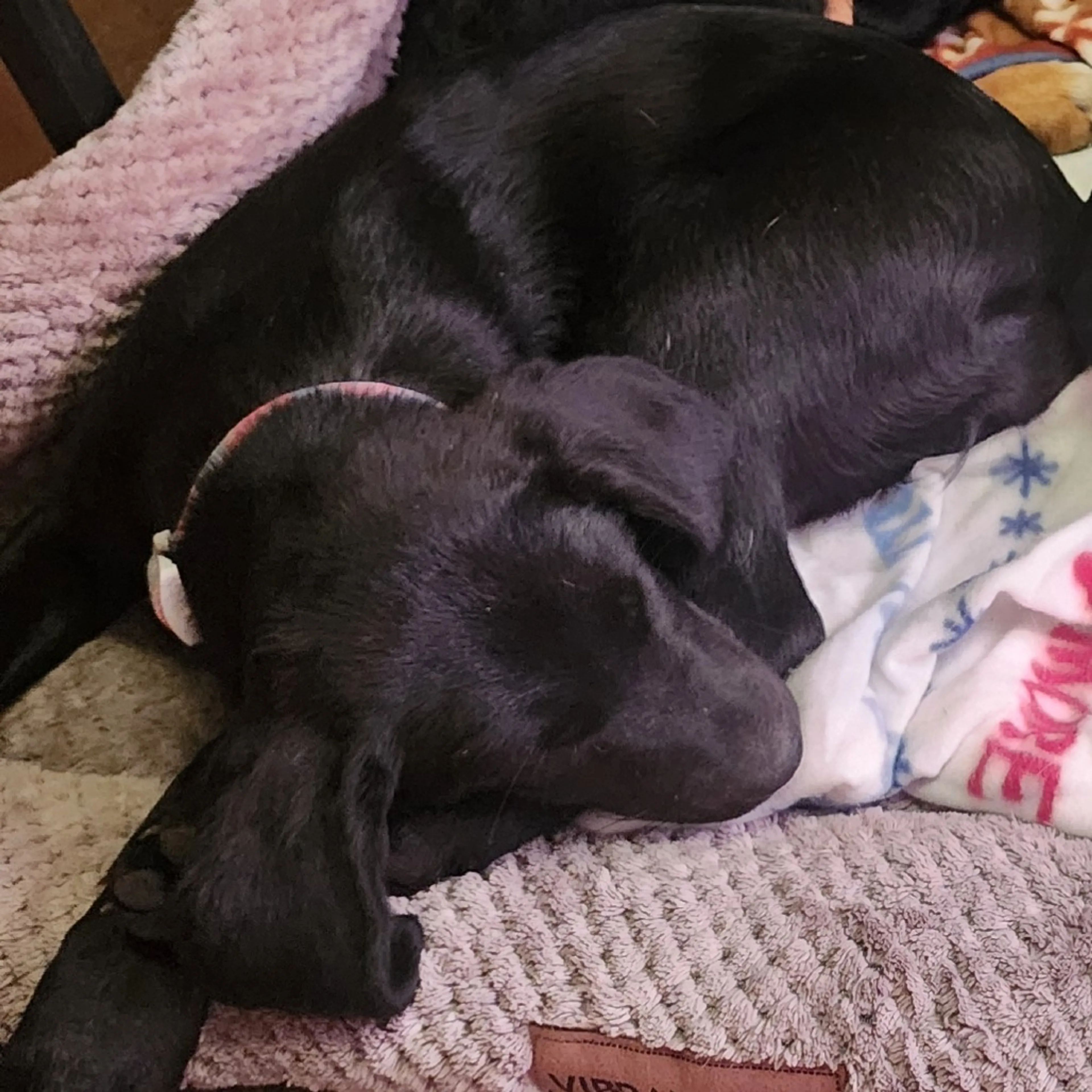 Found pet-5