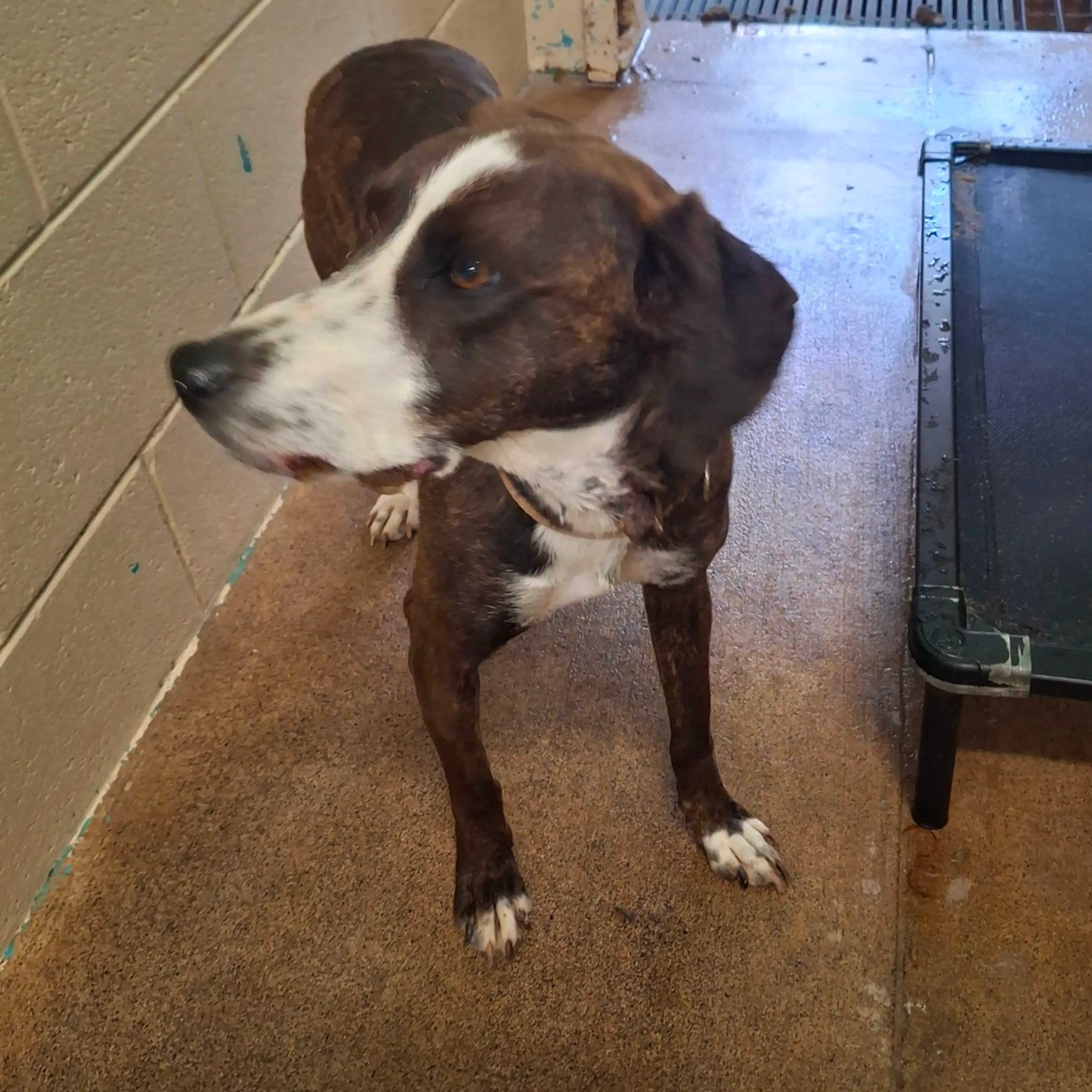 Found pet-1