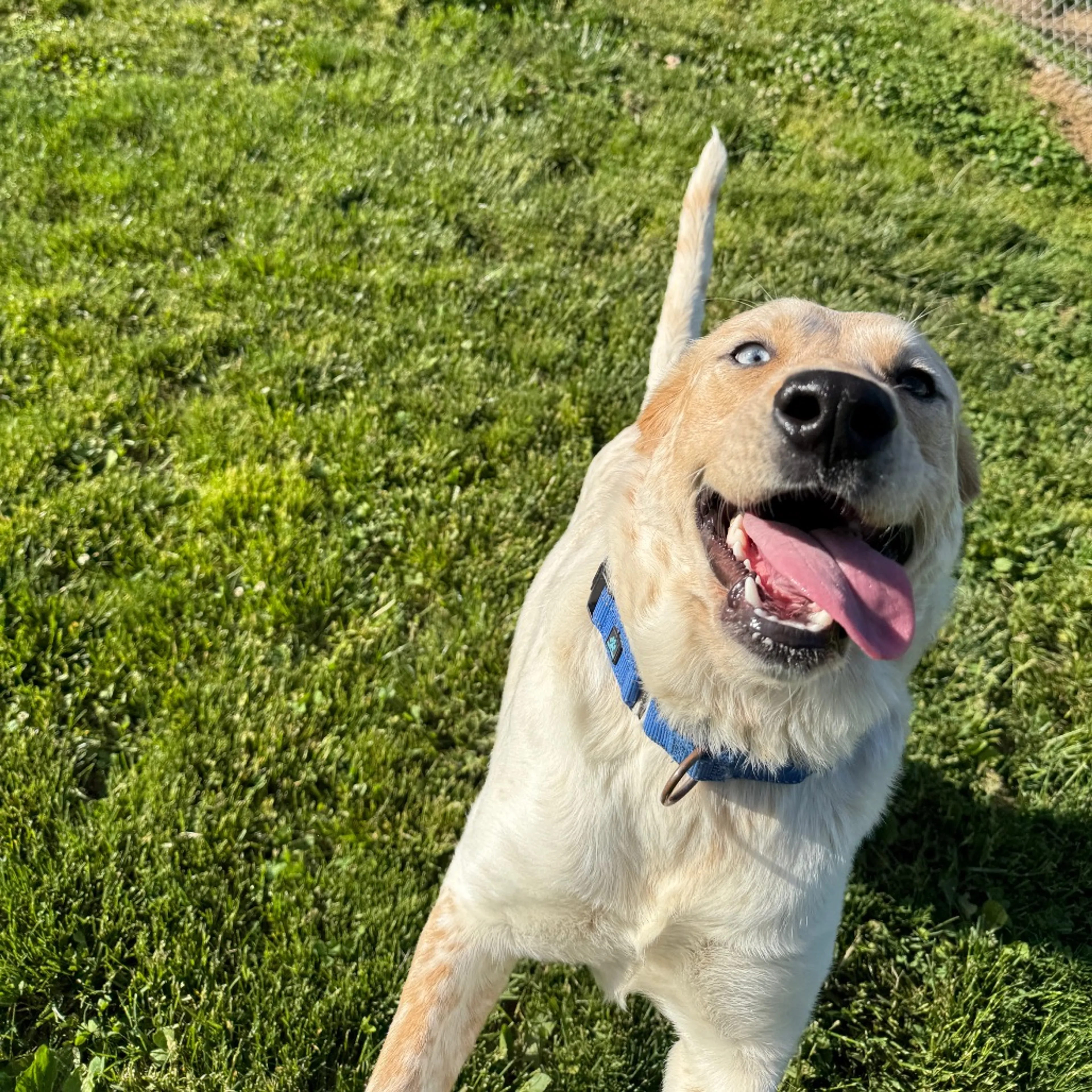 Found pet-3