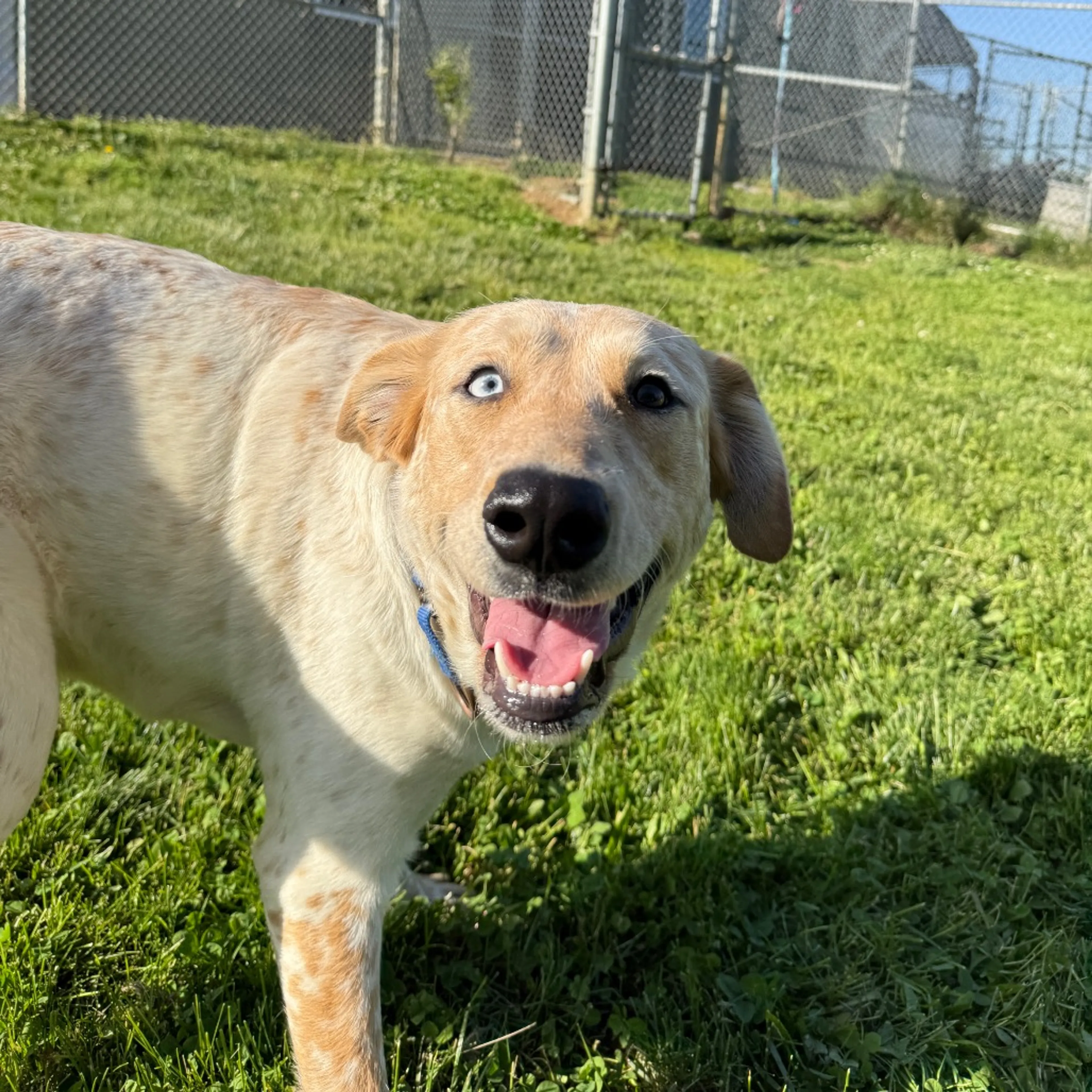 Found pet-6
