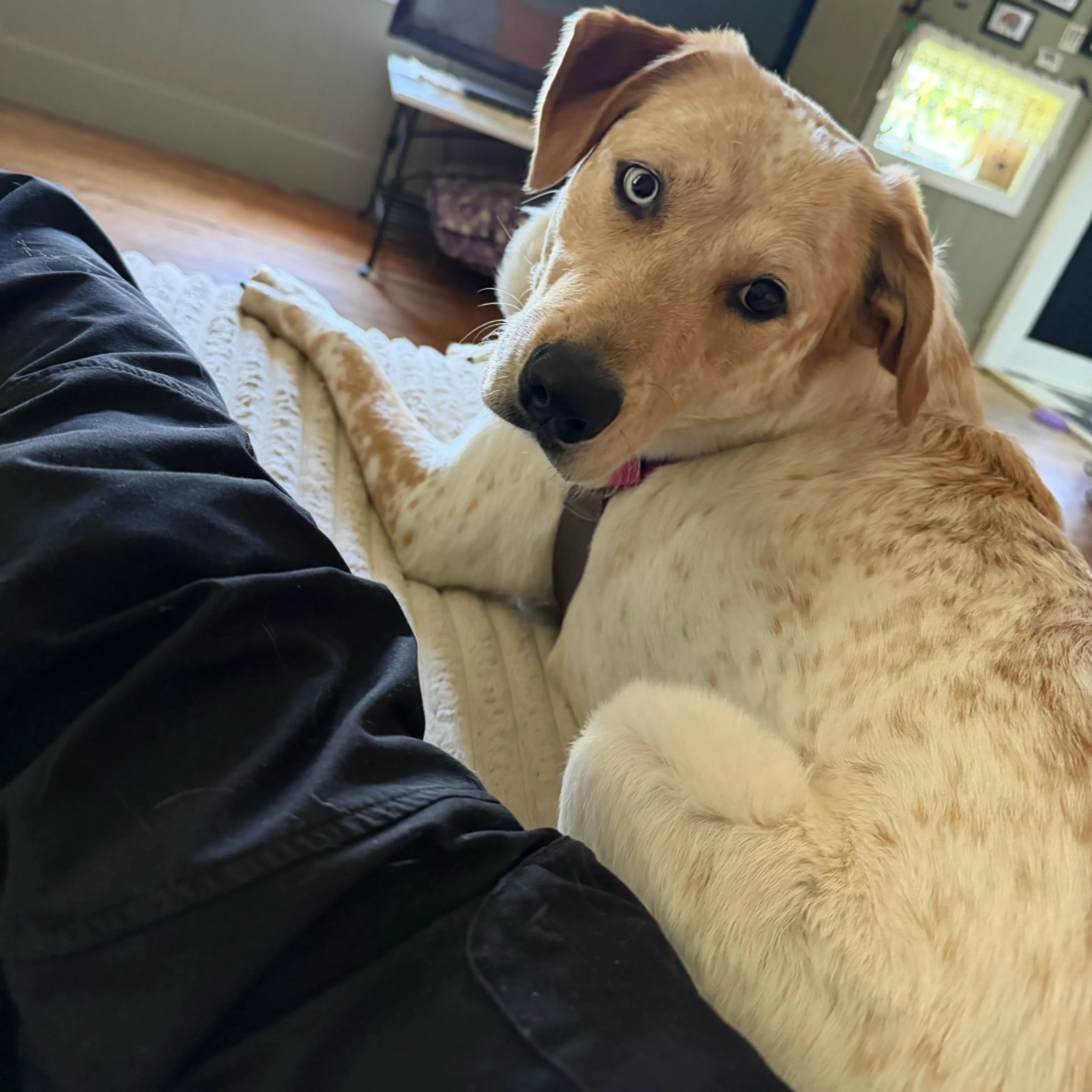 Found pet-8