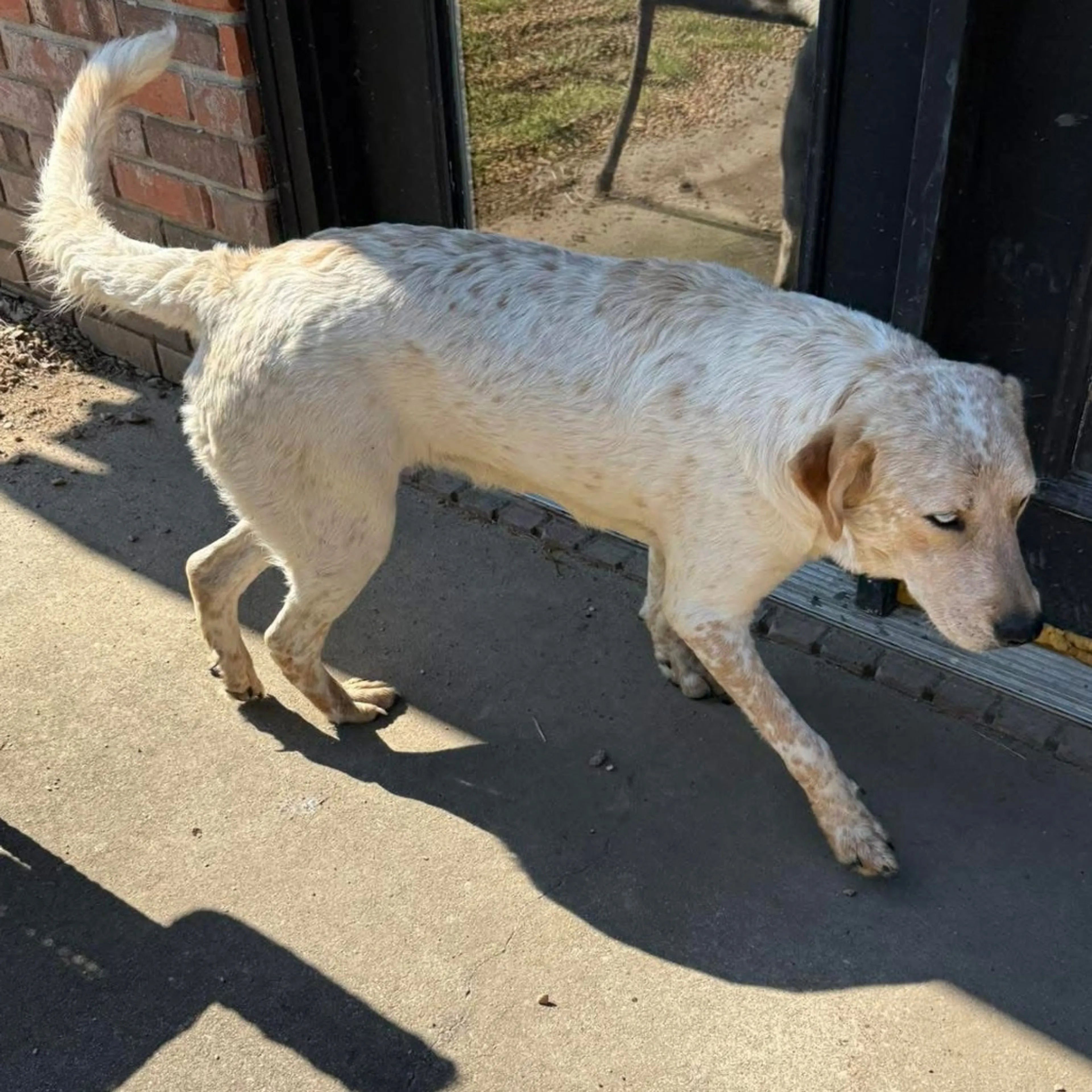 Found pet-1