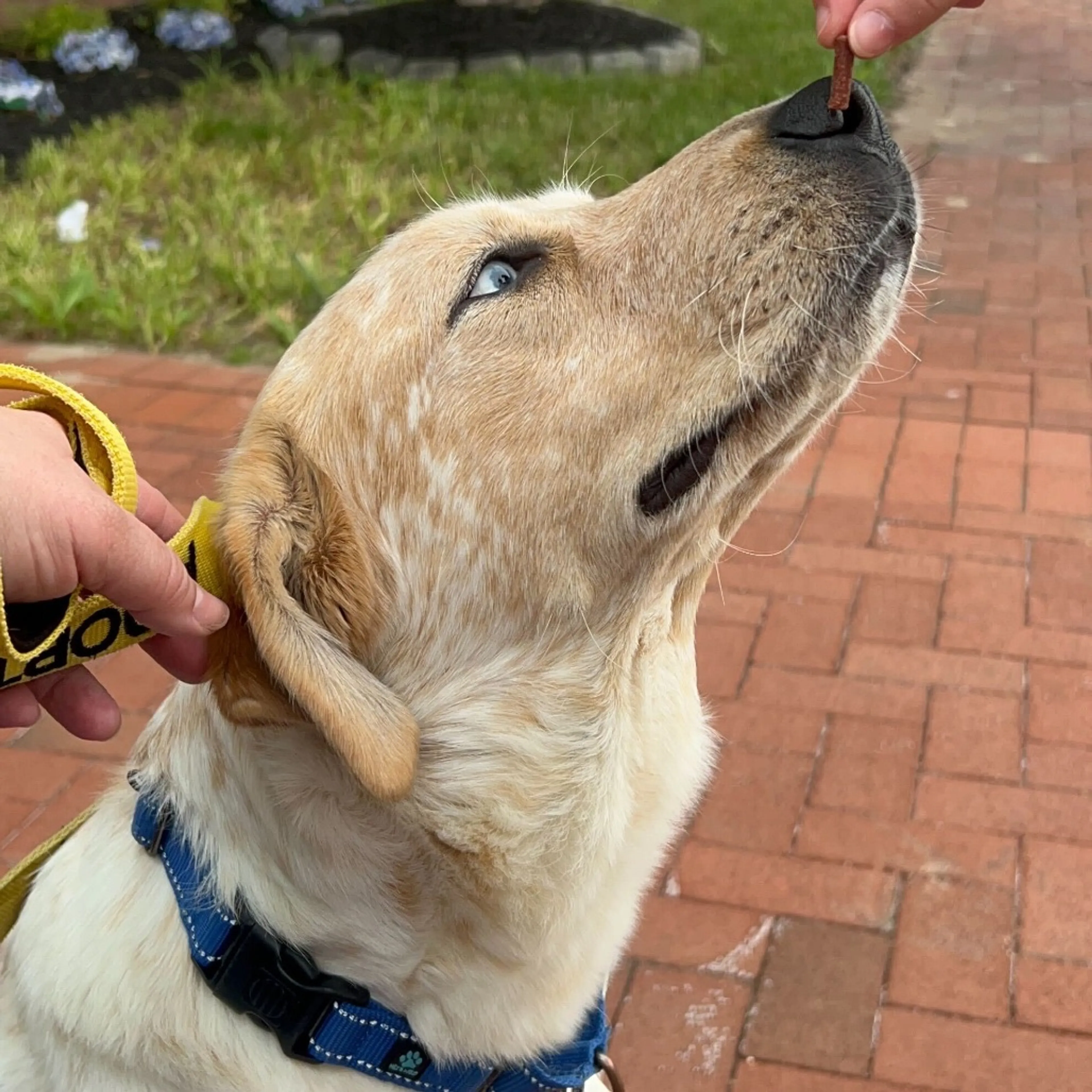 Found pet-13