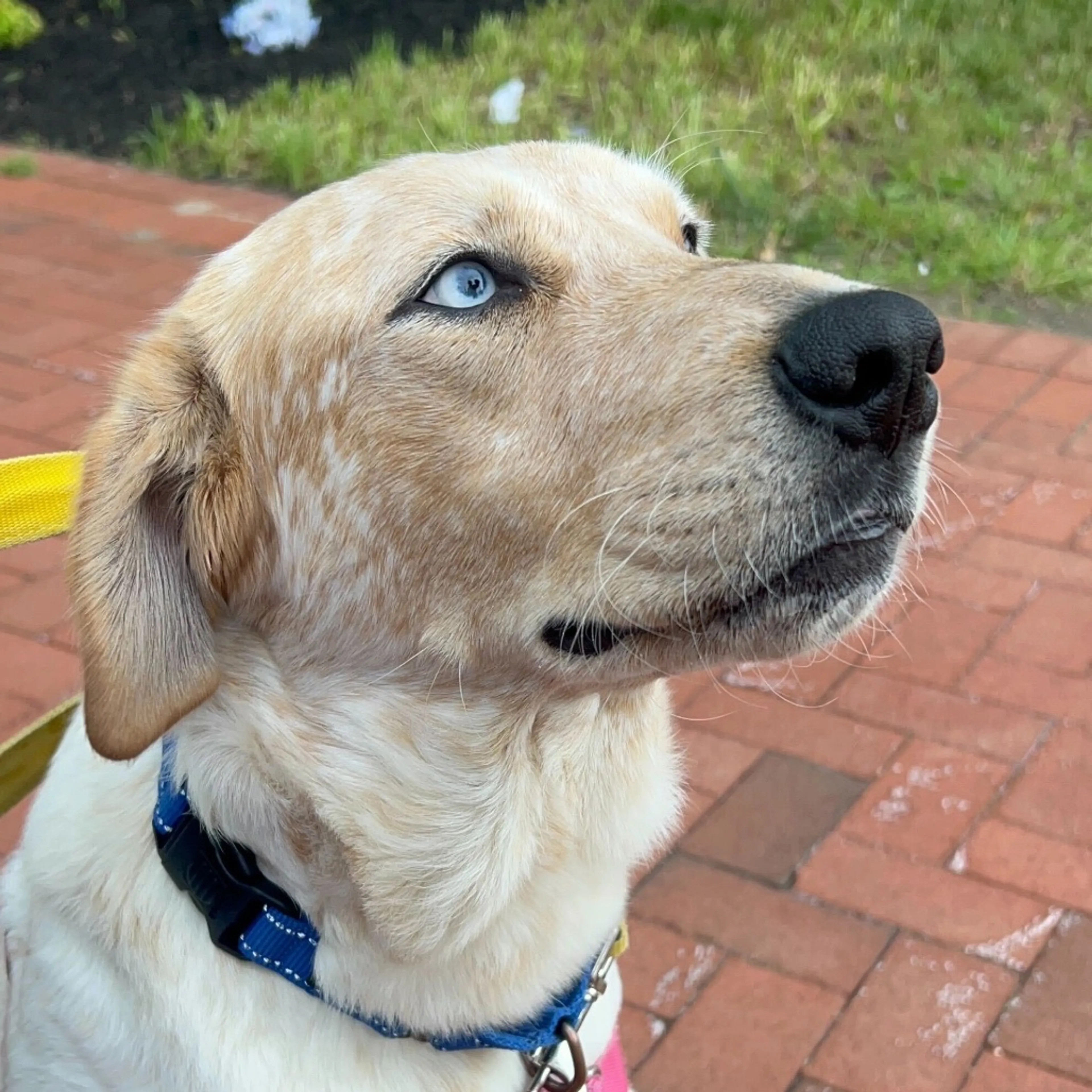 Found pet-14