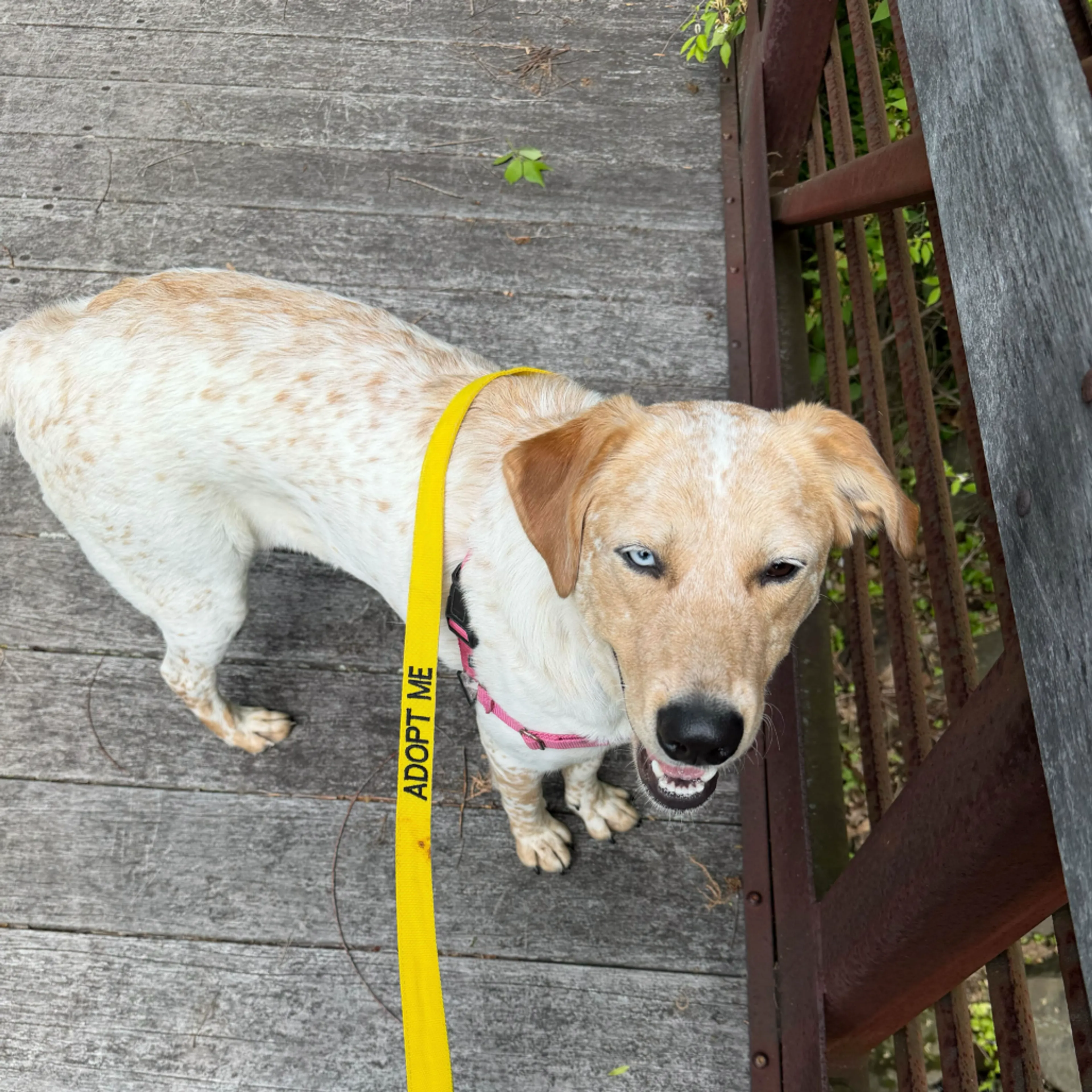 Found pet-11