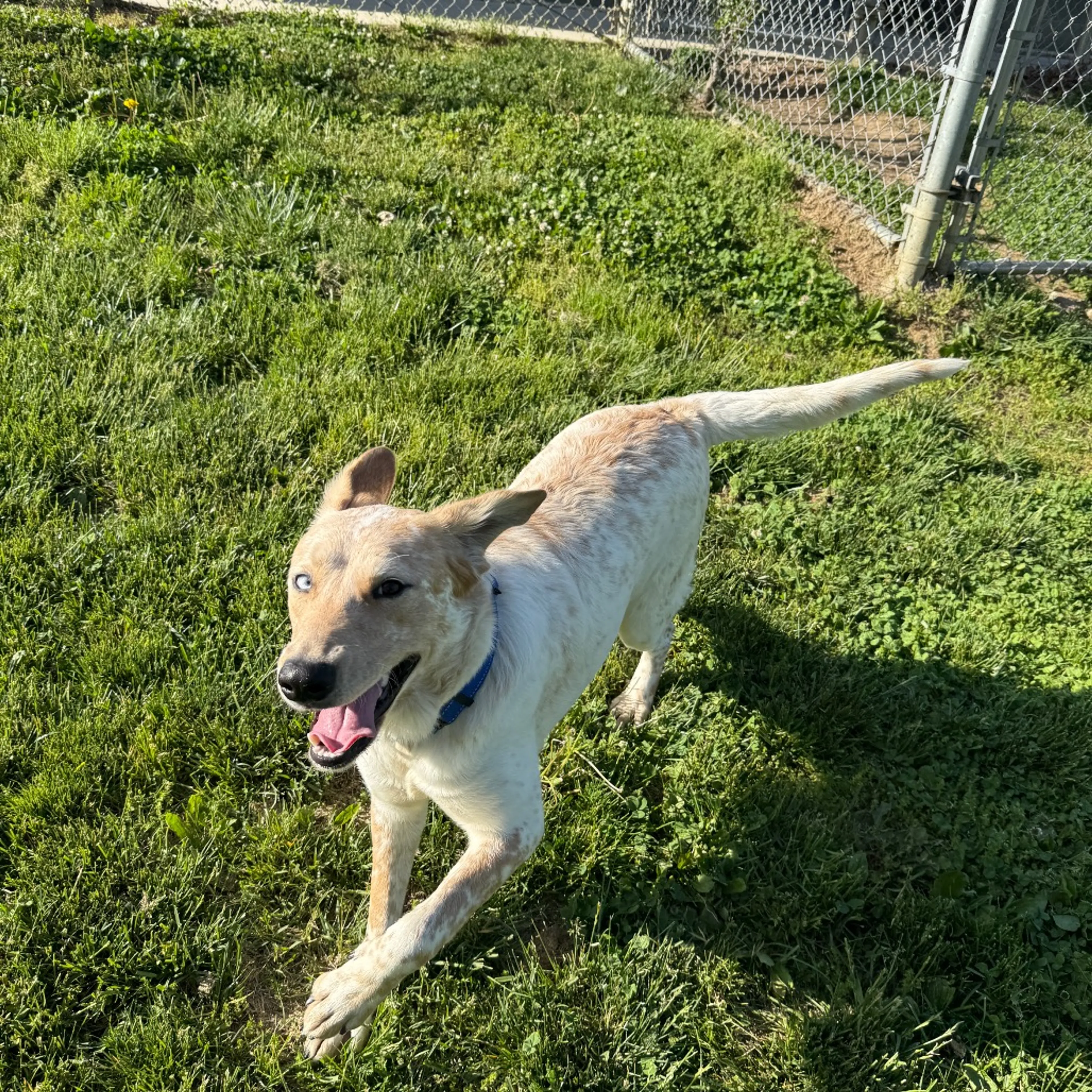 Found pet-4