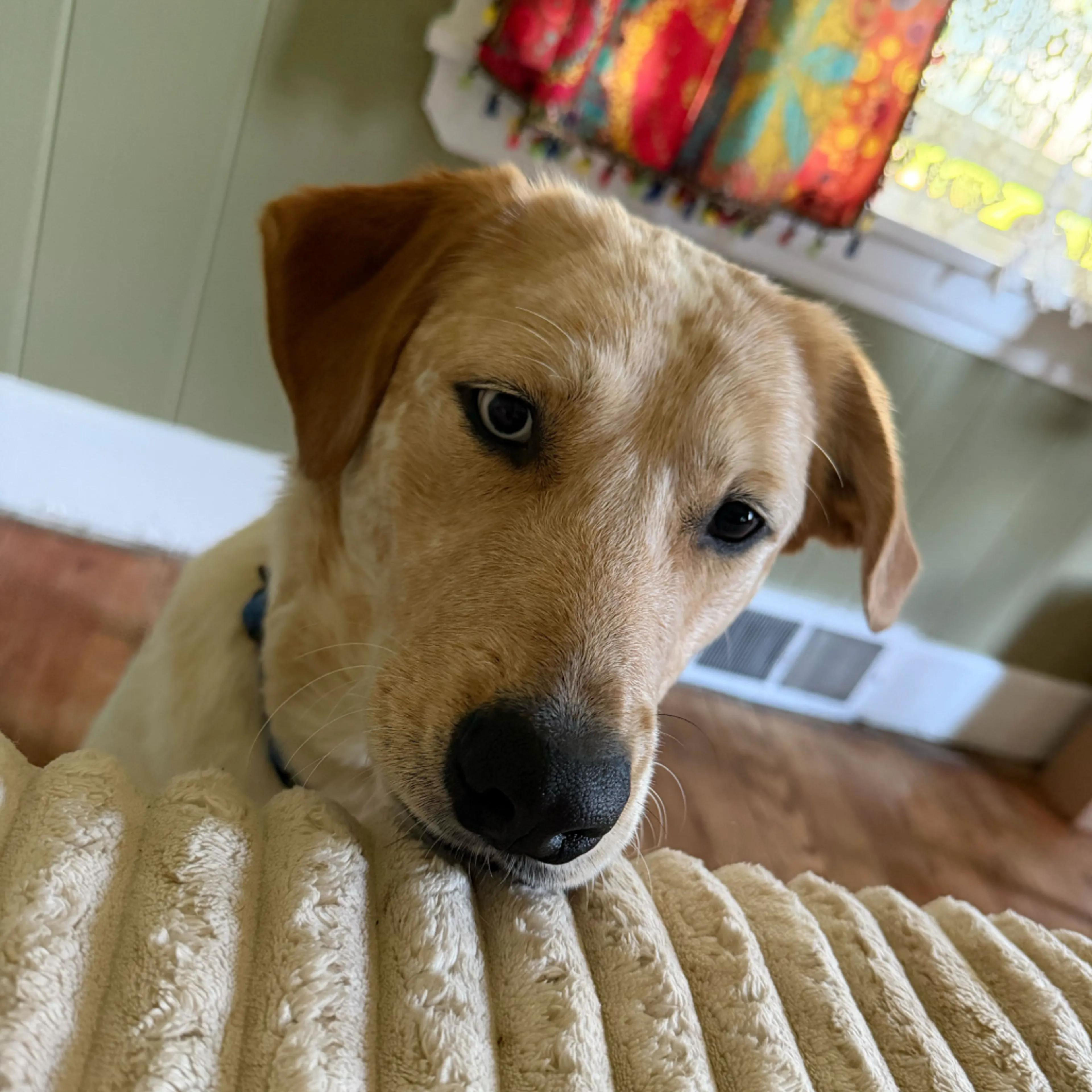 Found pet-9