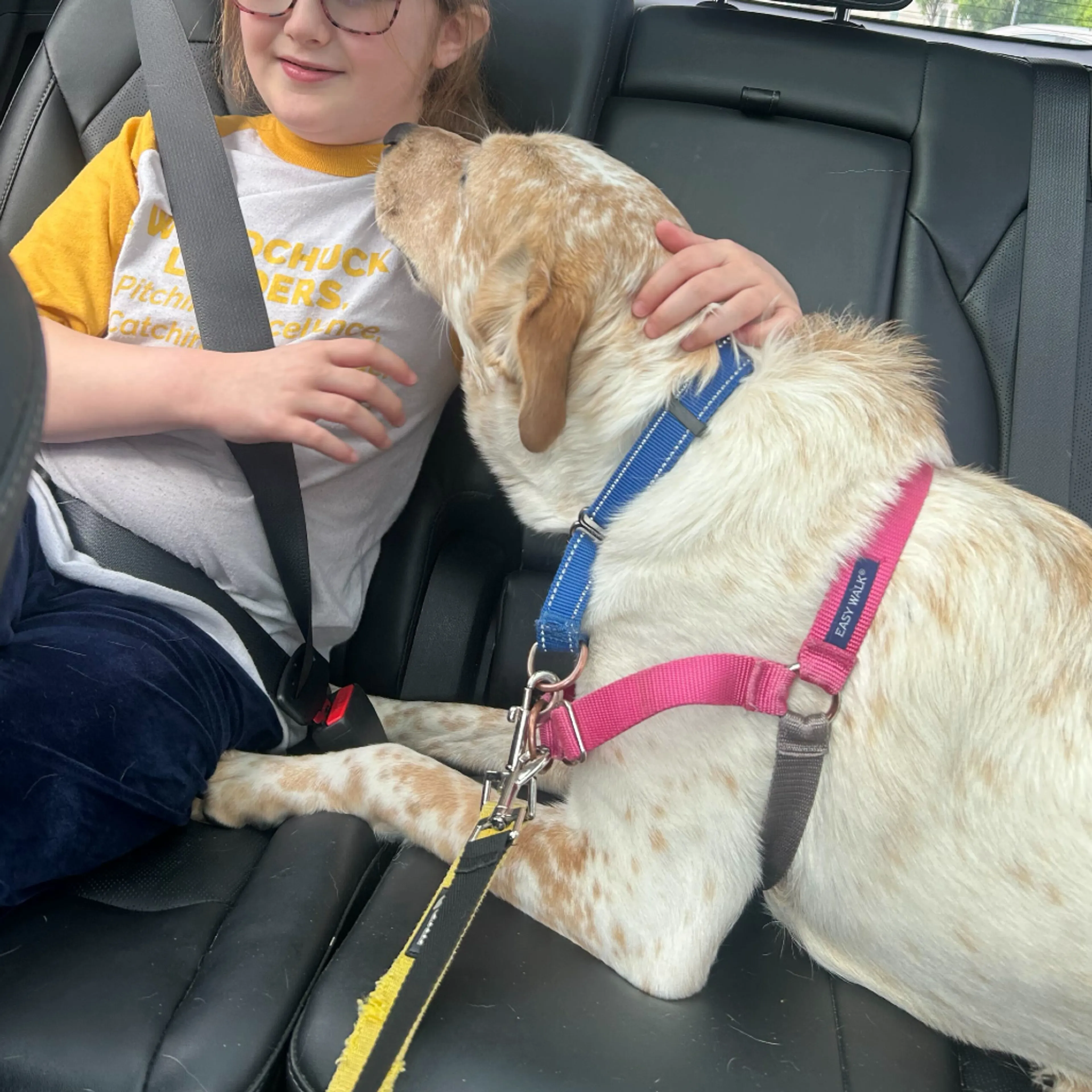 Found pet-12