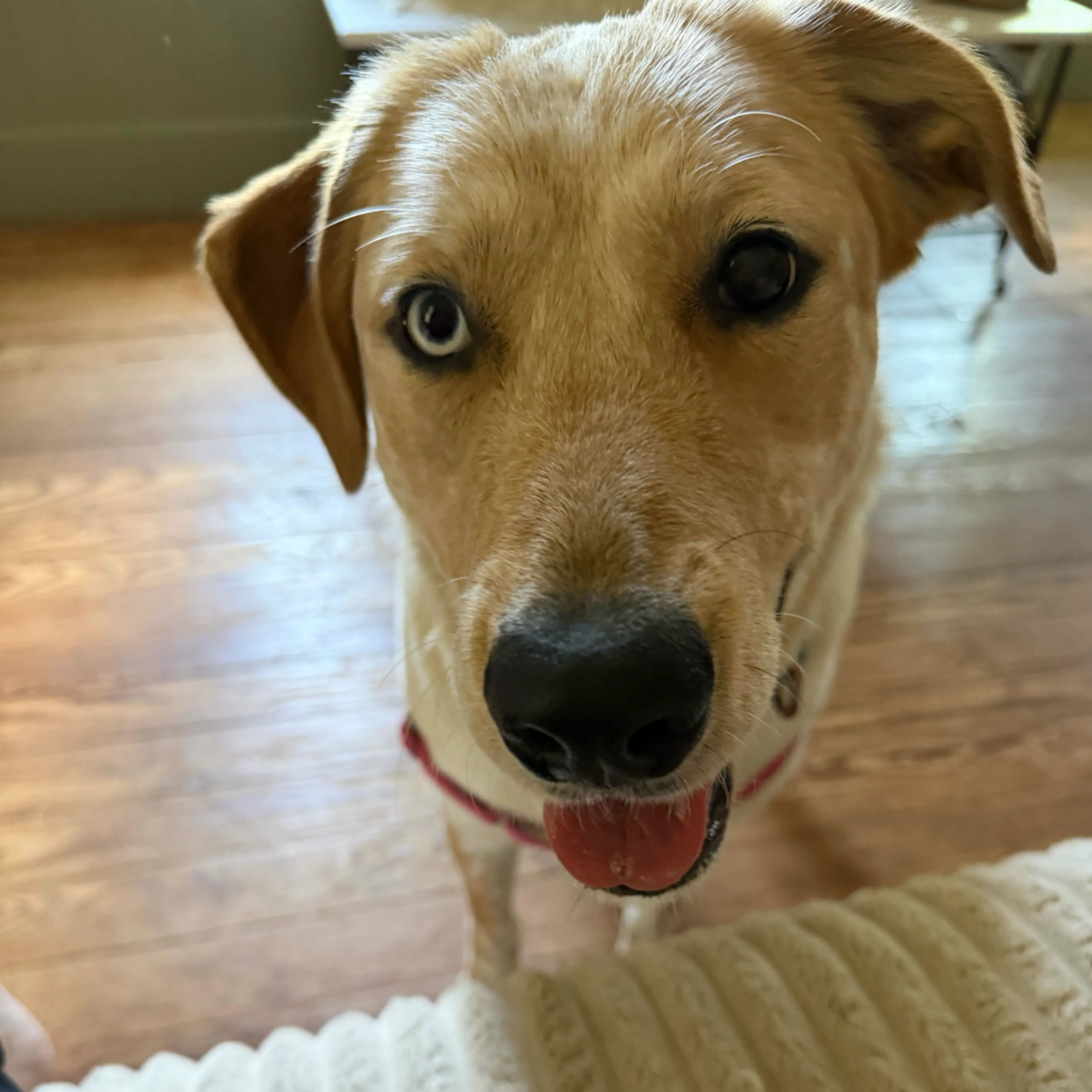 Found pet-10