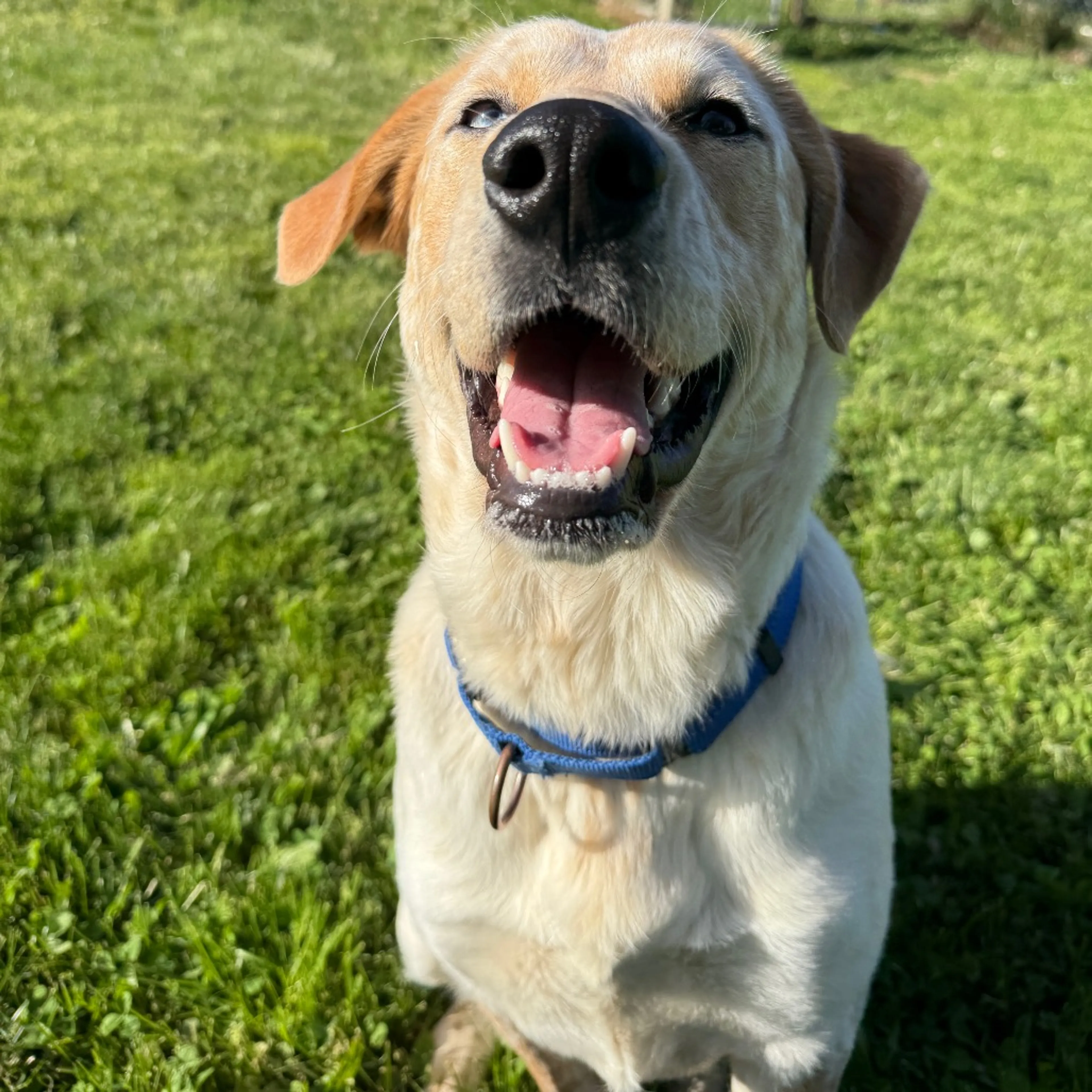 Found pet-5
