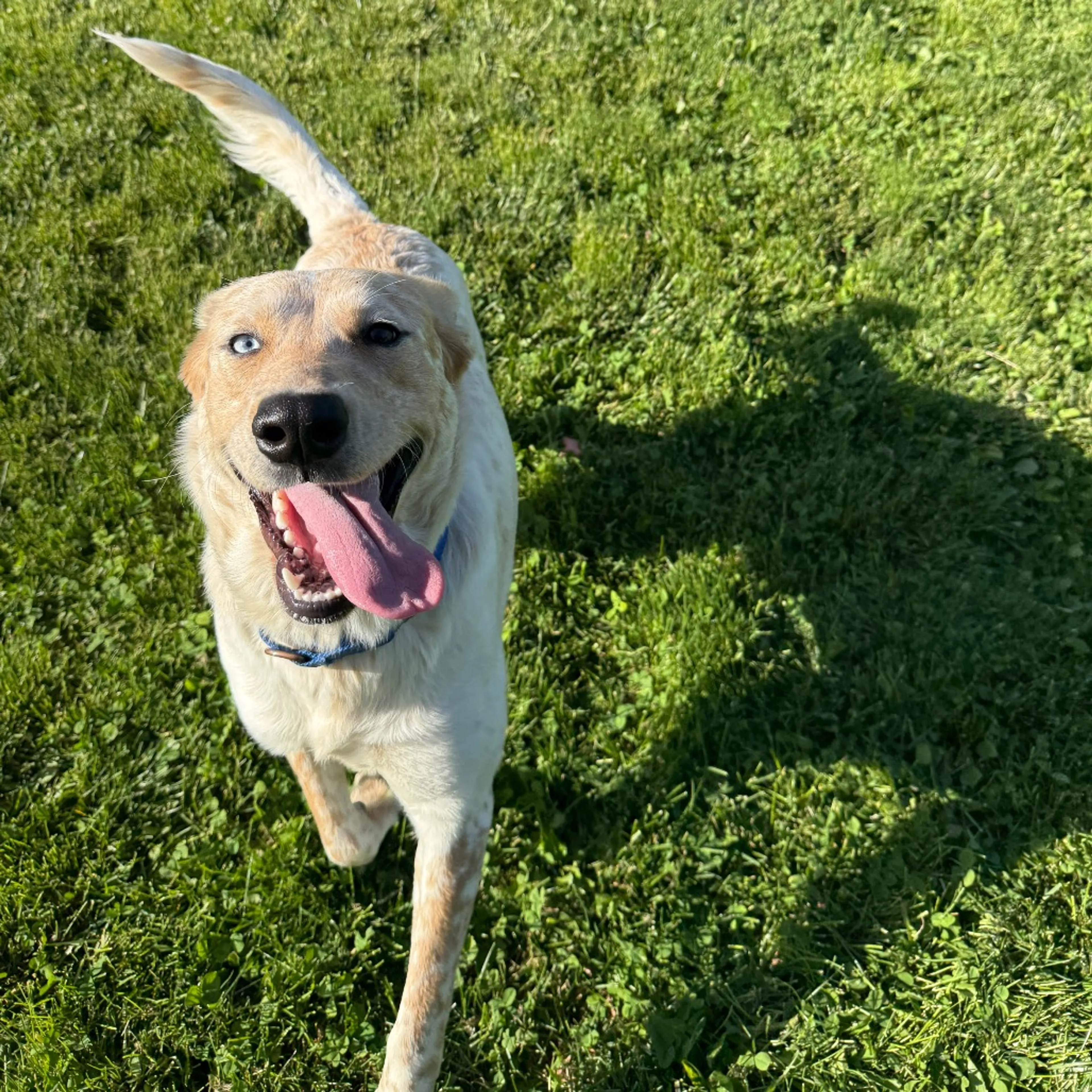 Found pet-2