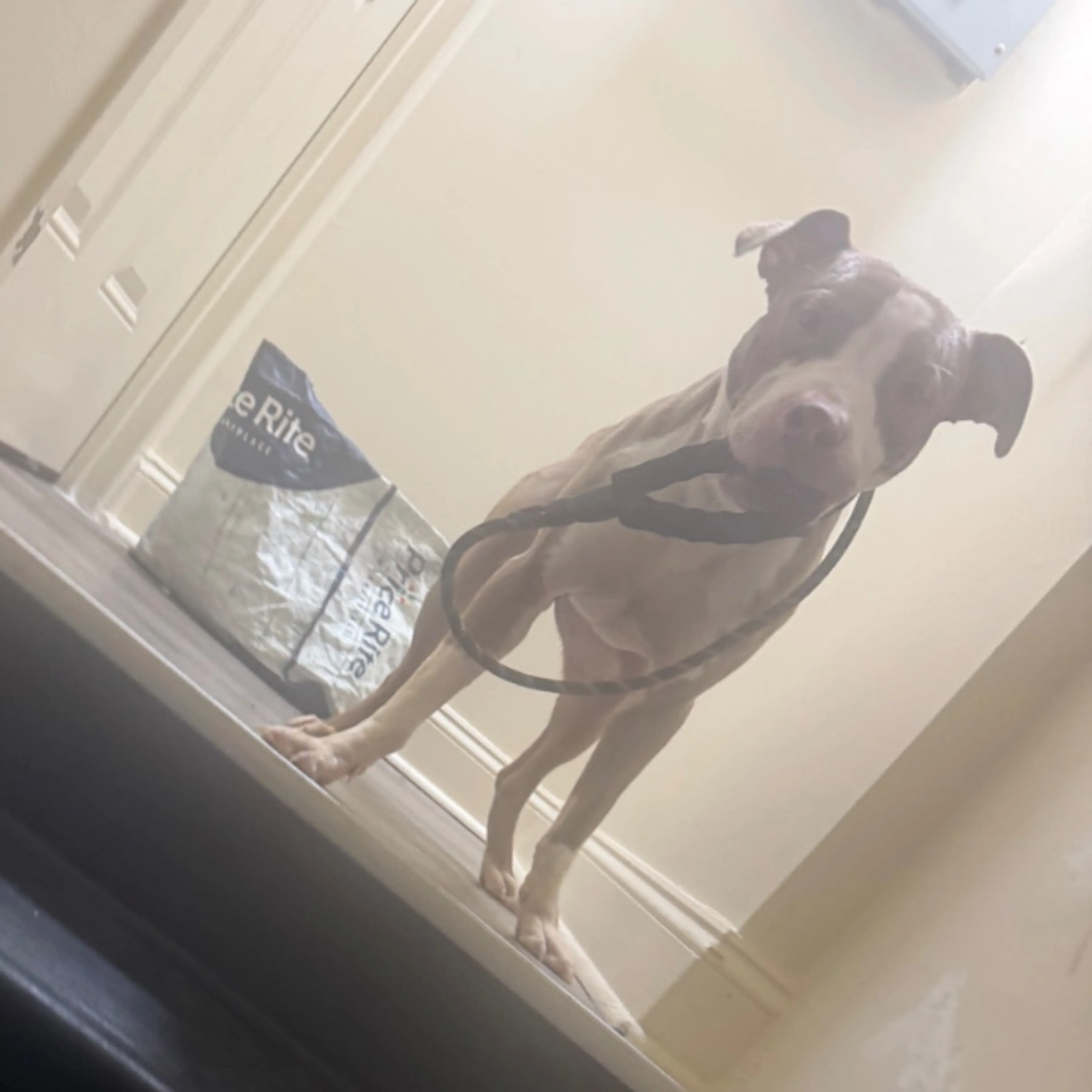 Lost pet