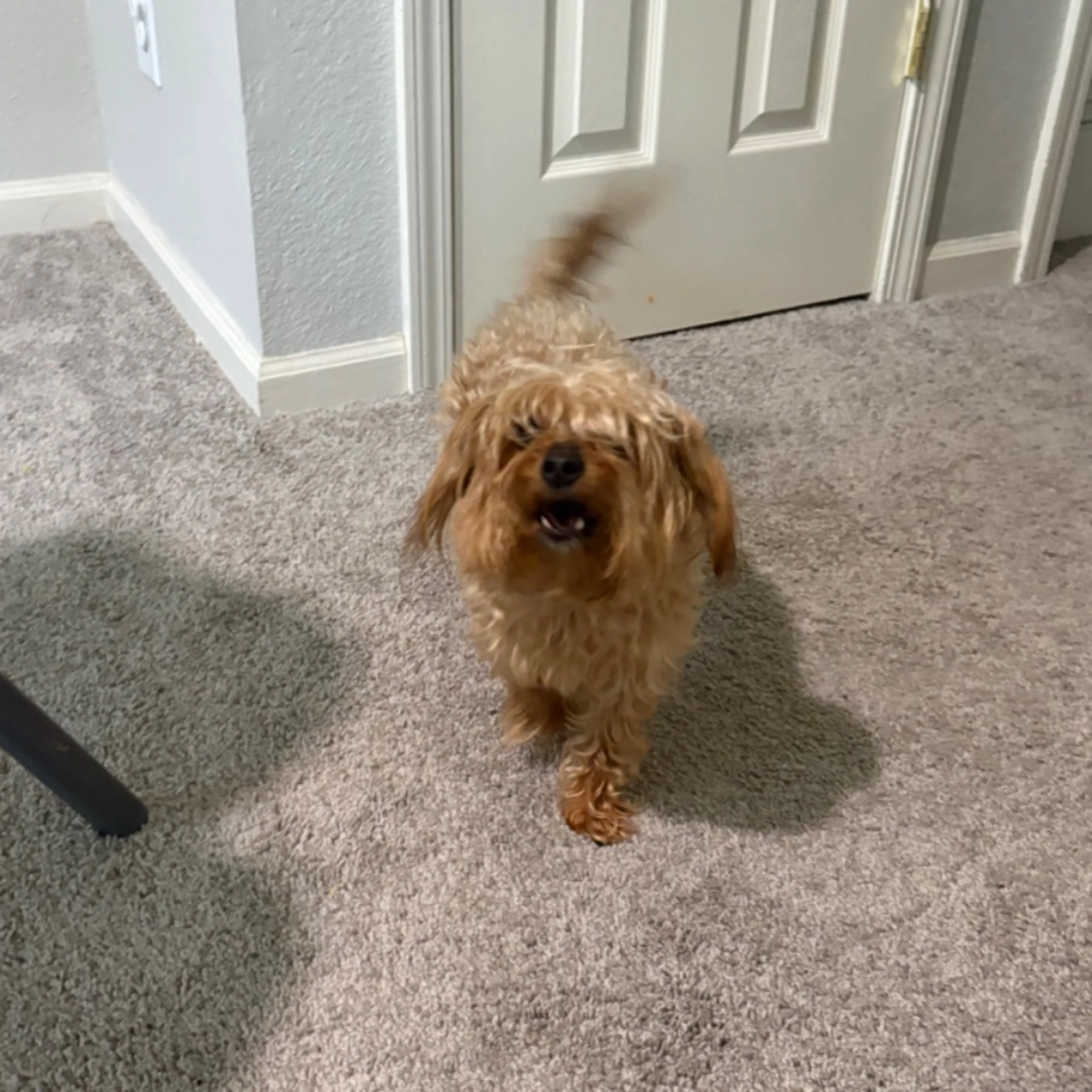 Found pet
