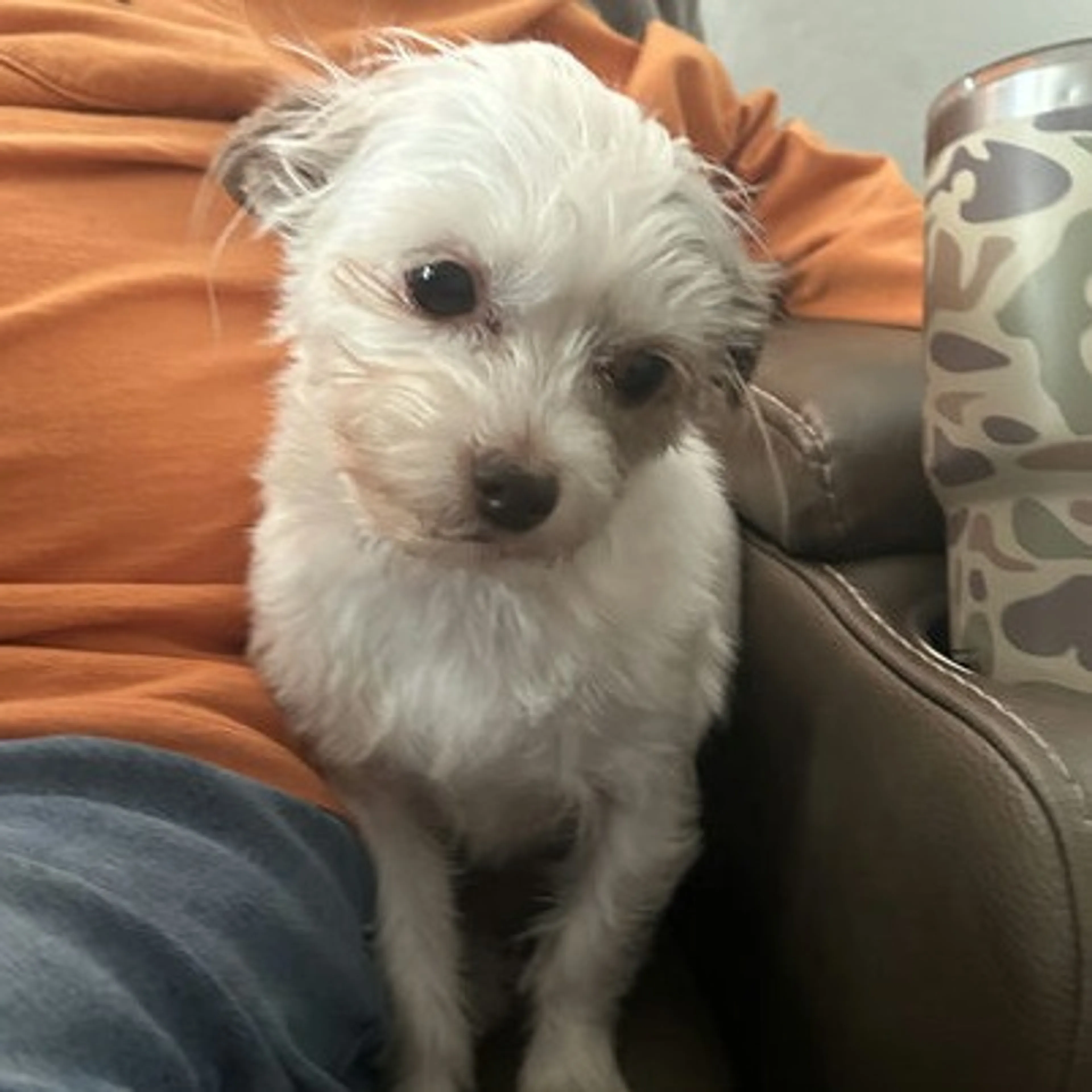 Found pet-1