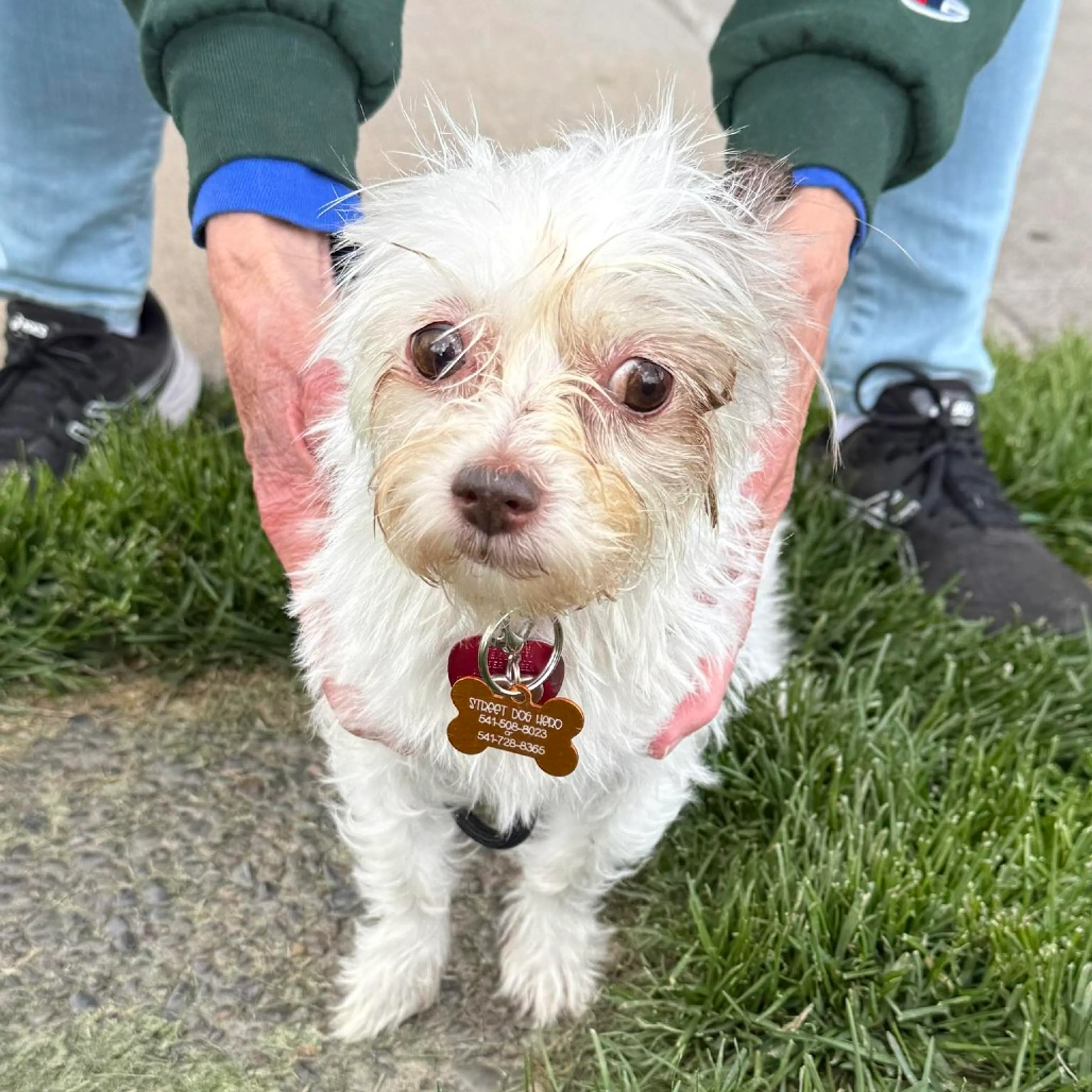 Found pet-3