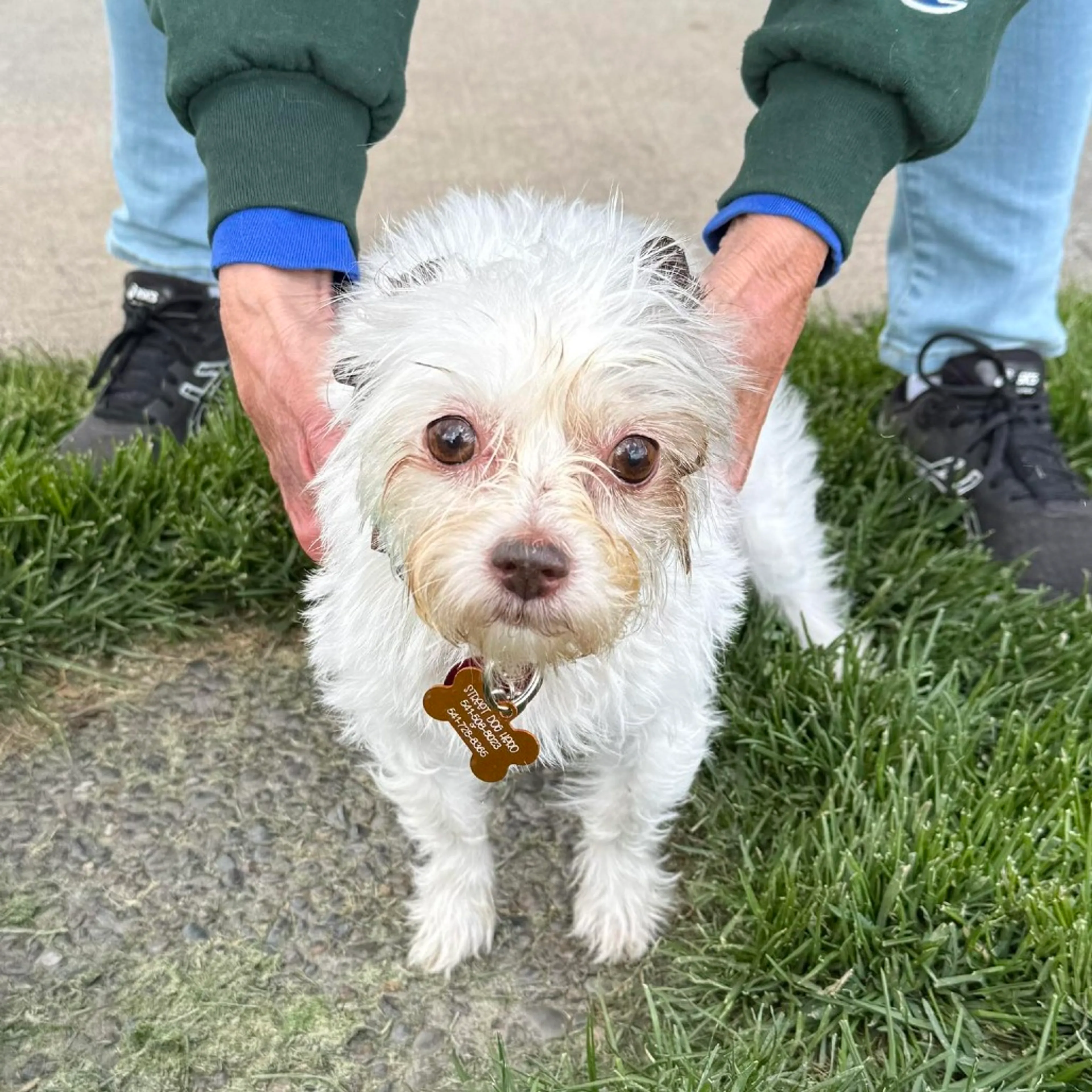 Found pet-4