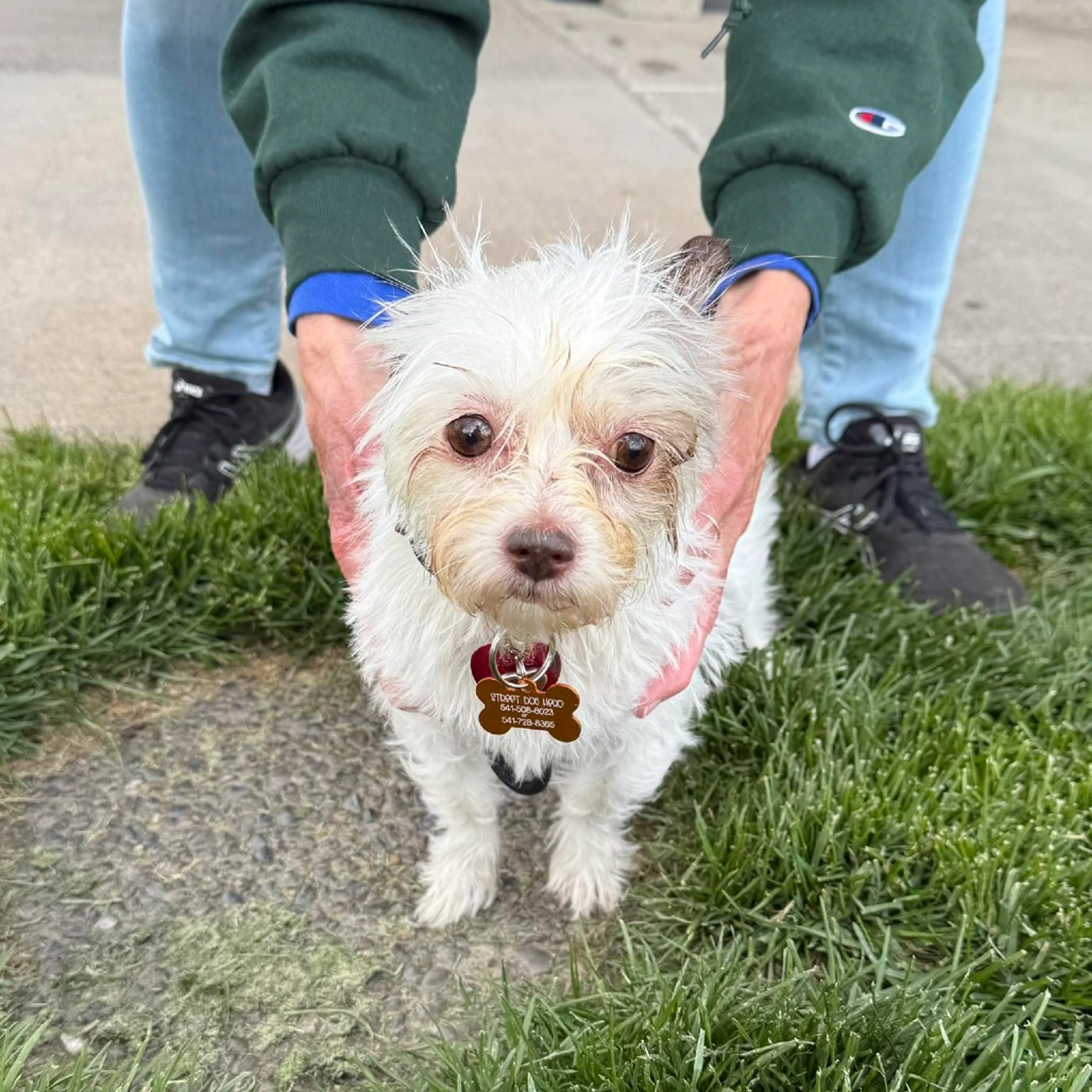 Found pet-2