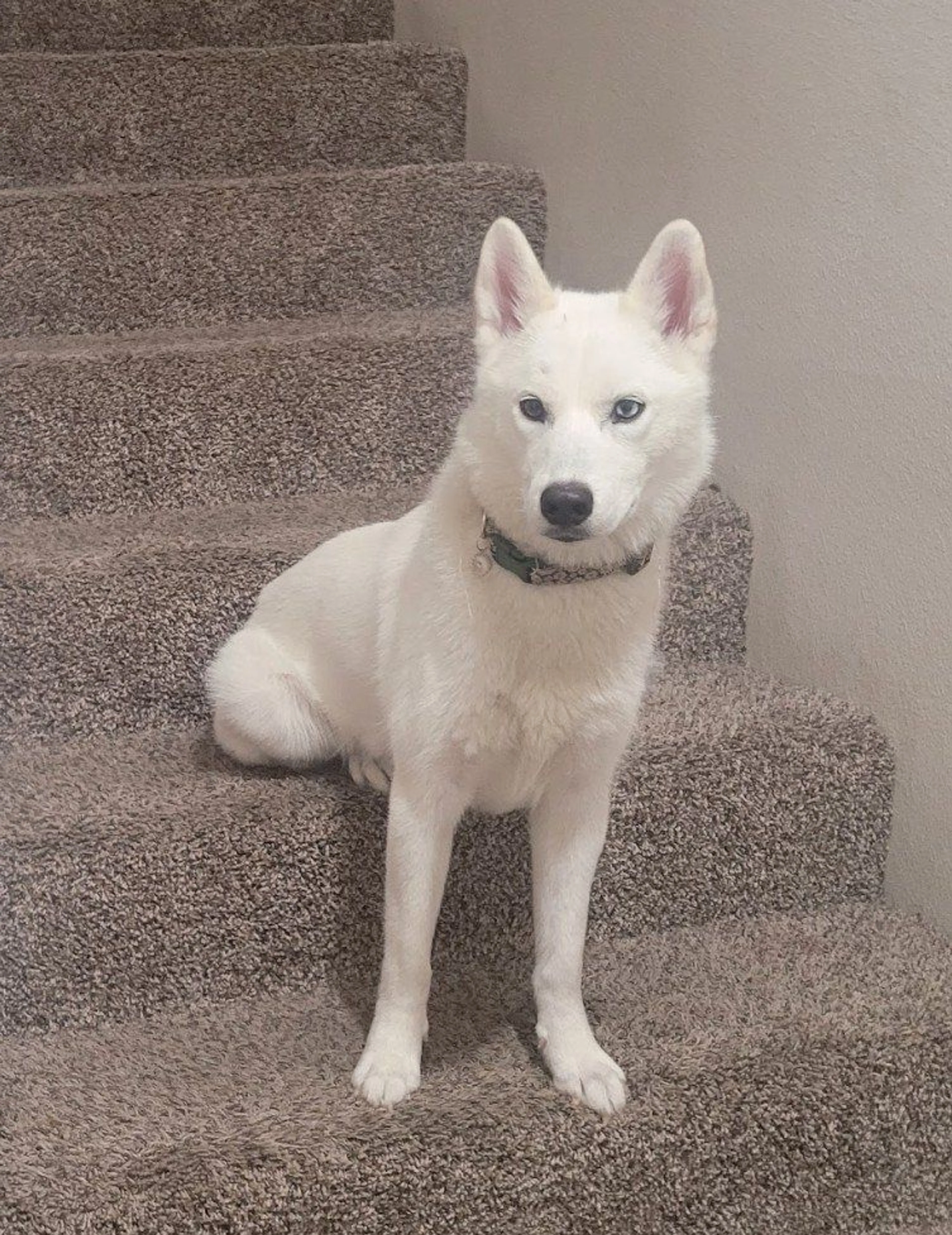 Lost pet-1