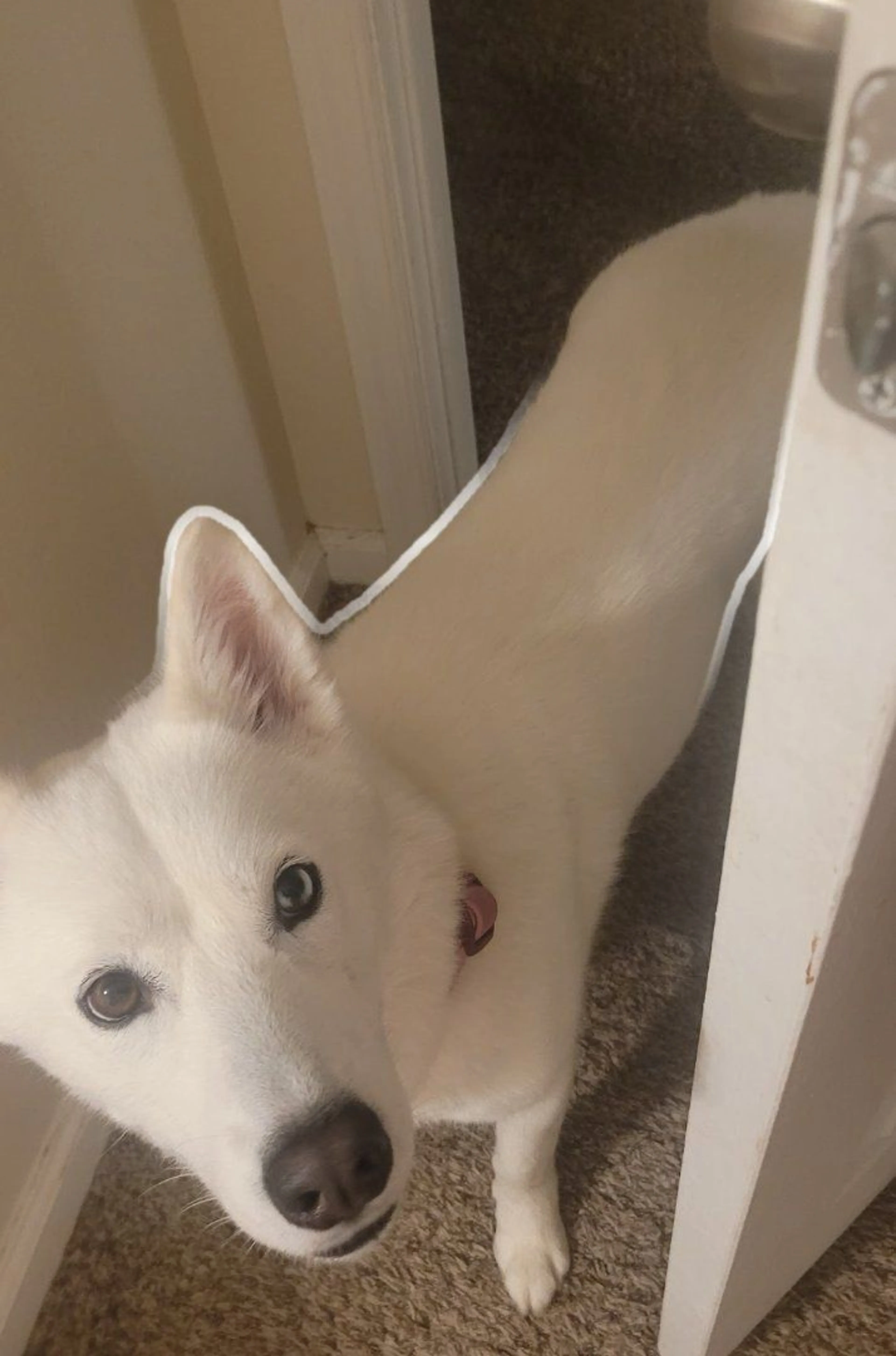Lost pet-0