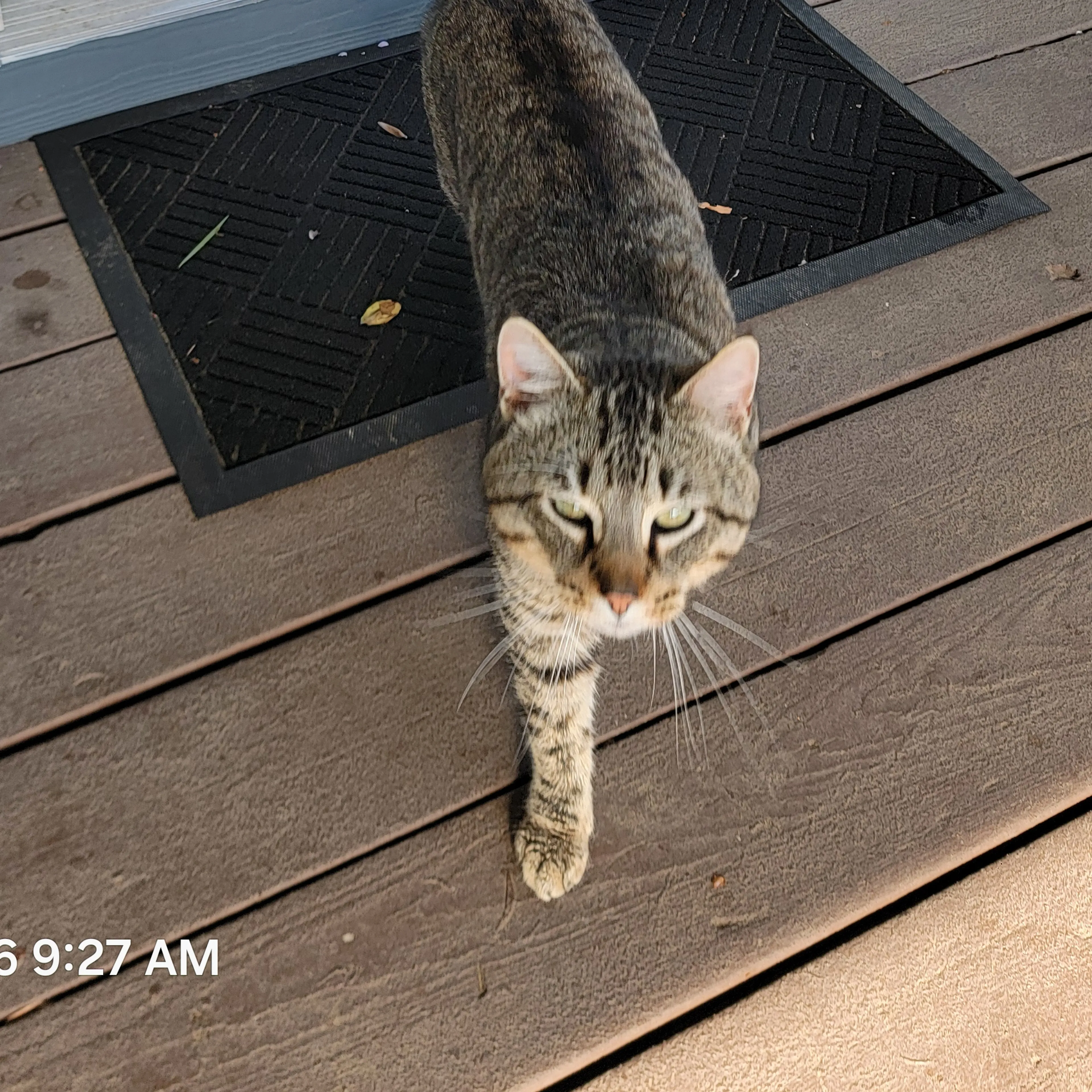 Found pet-1