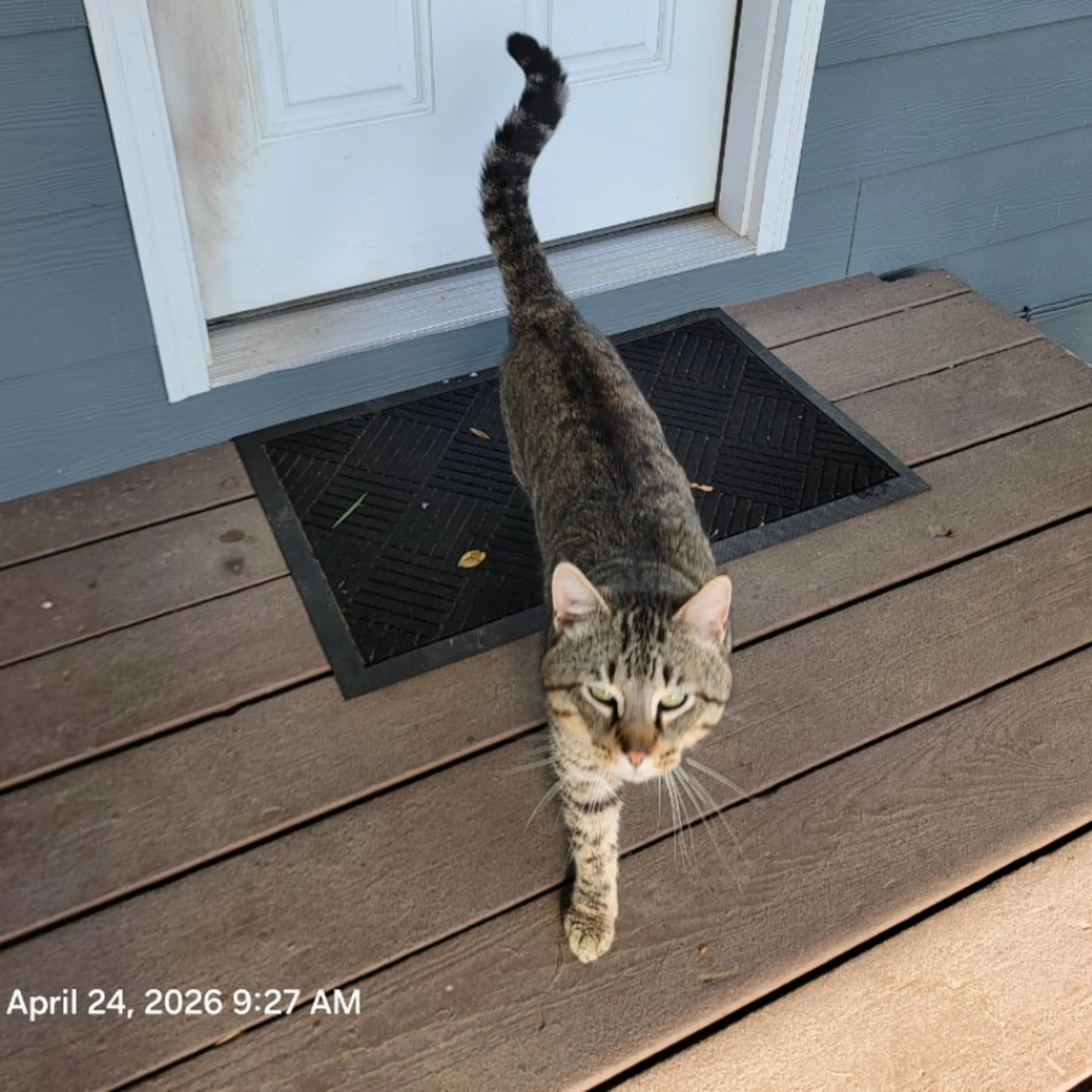 Found pet-0
