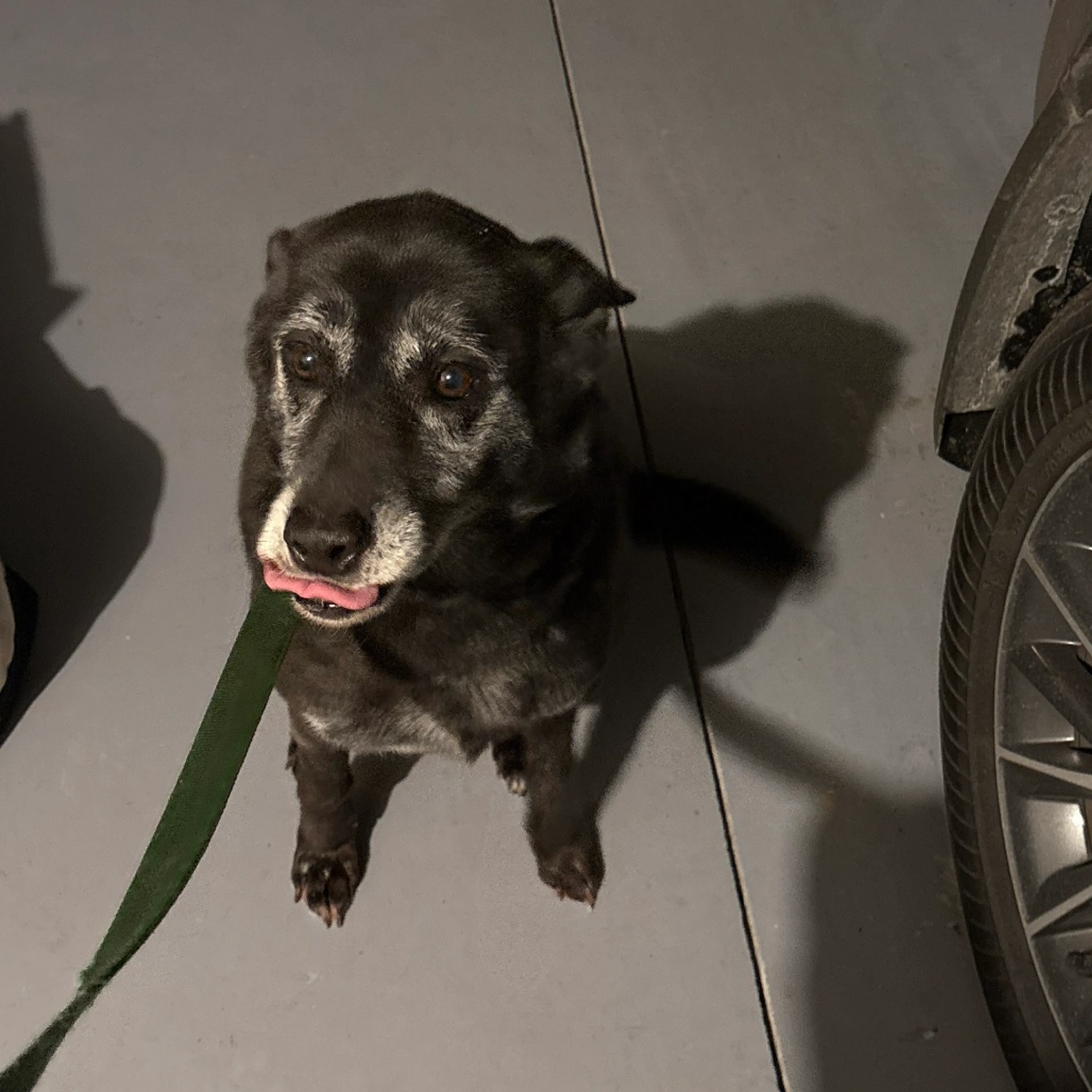 Found pet-1