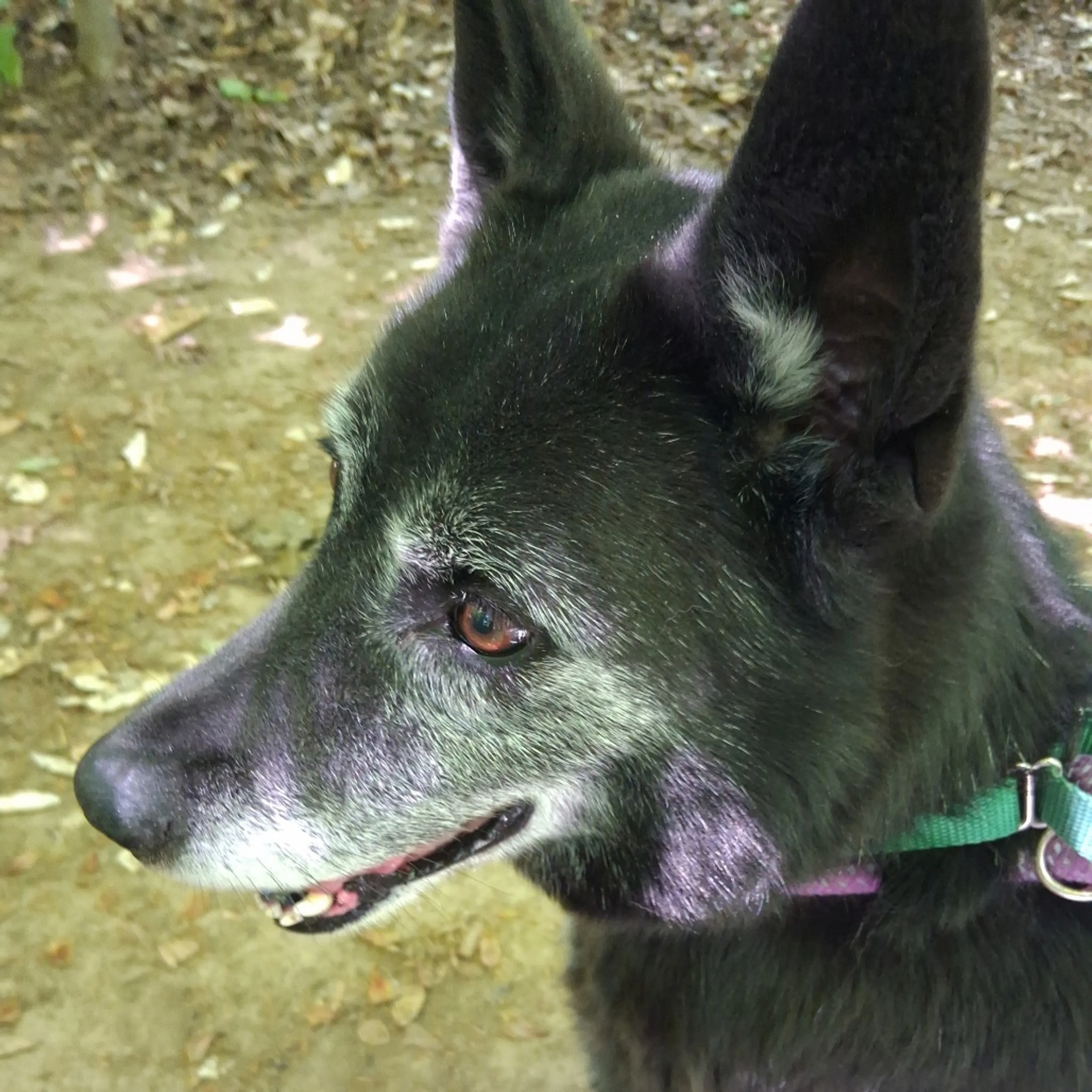 Found pet-2