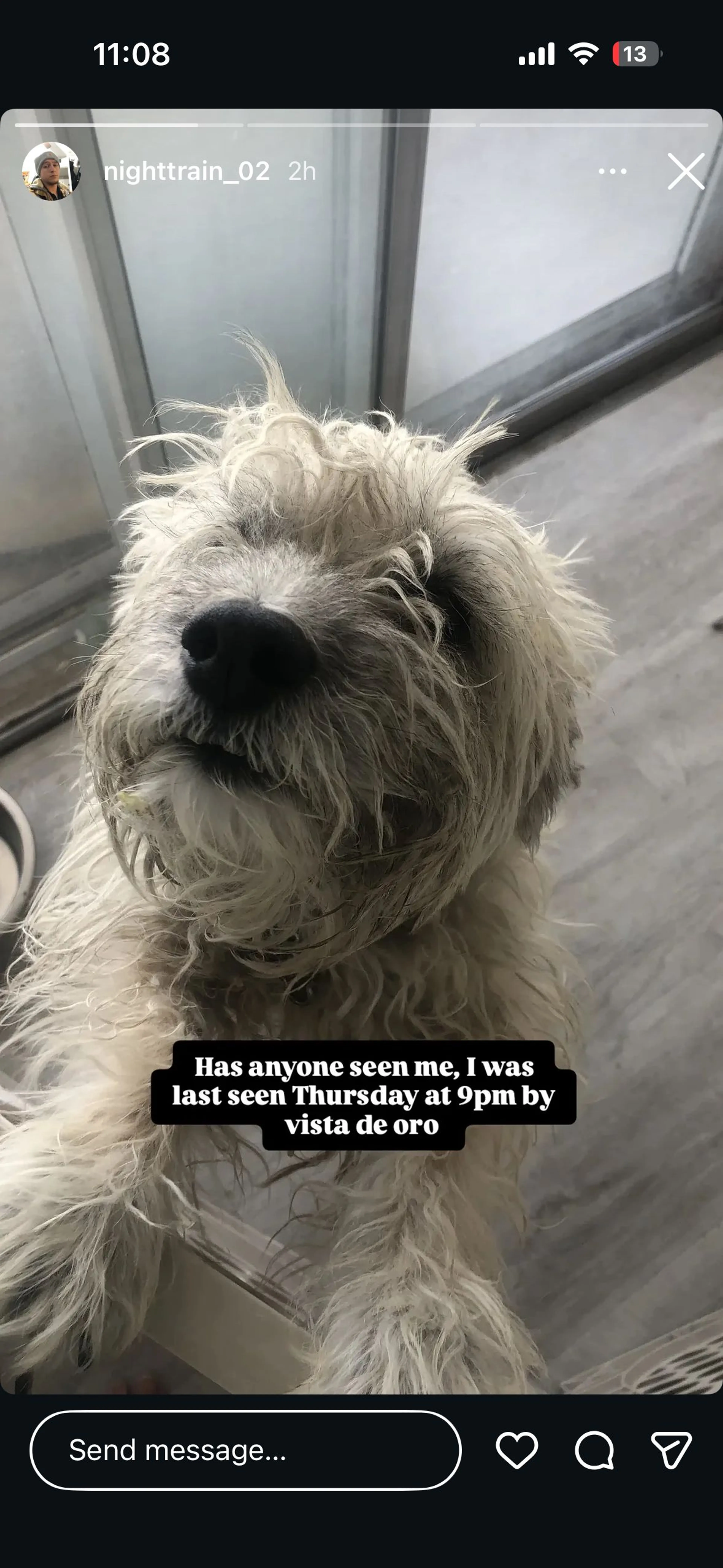 Lost pet-1