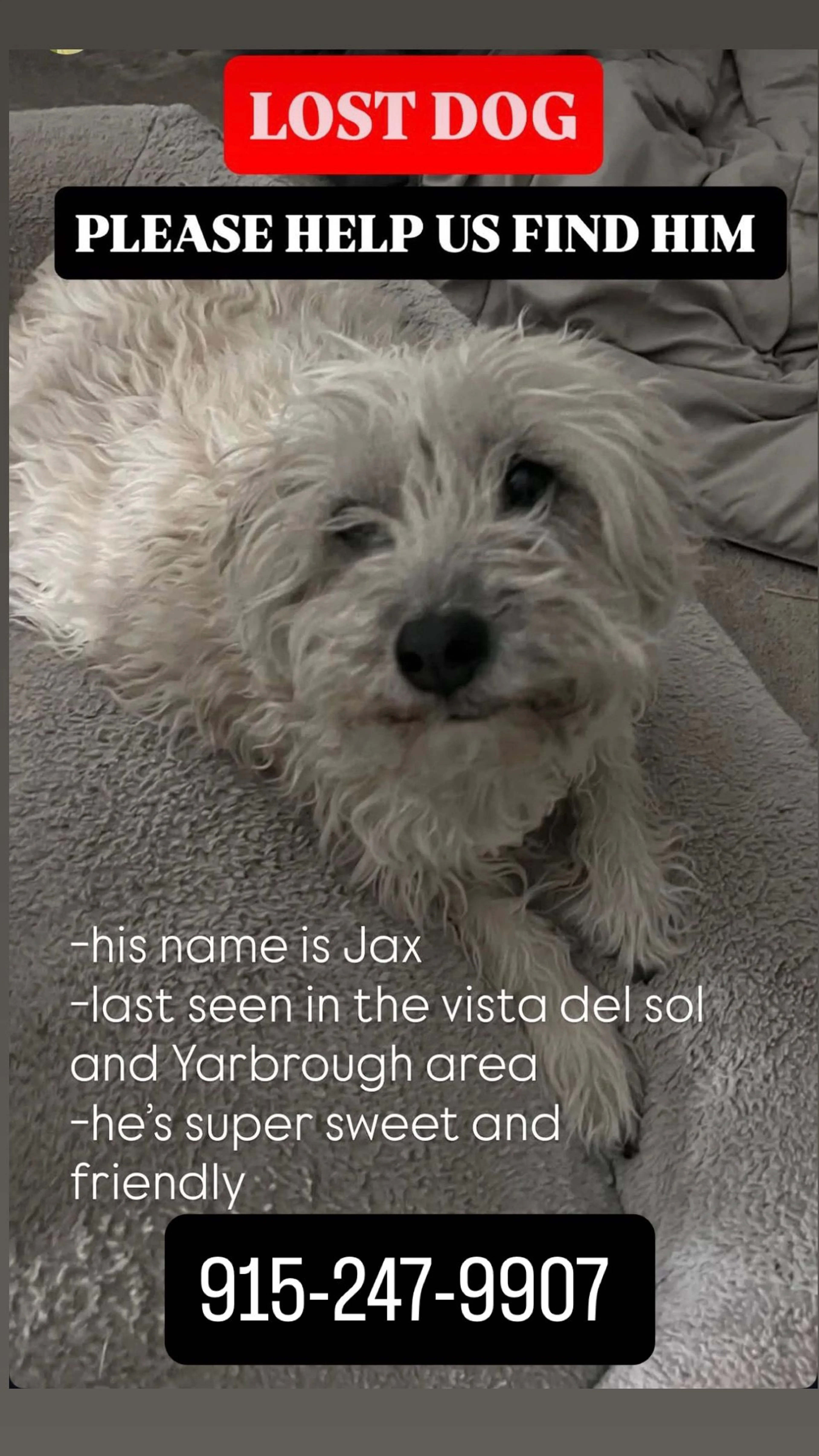 Lost pet-0