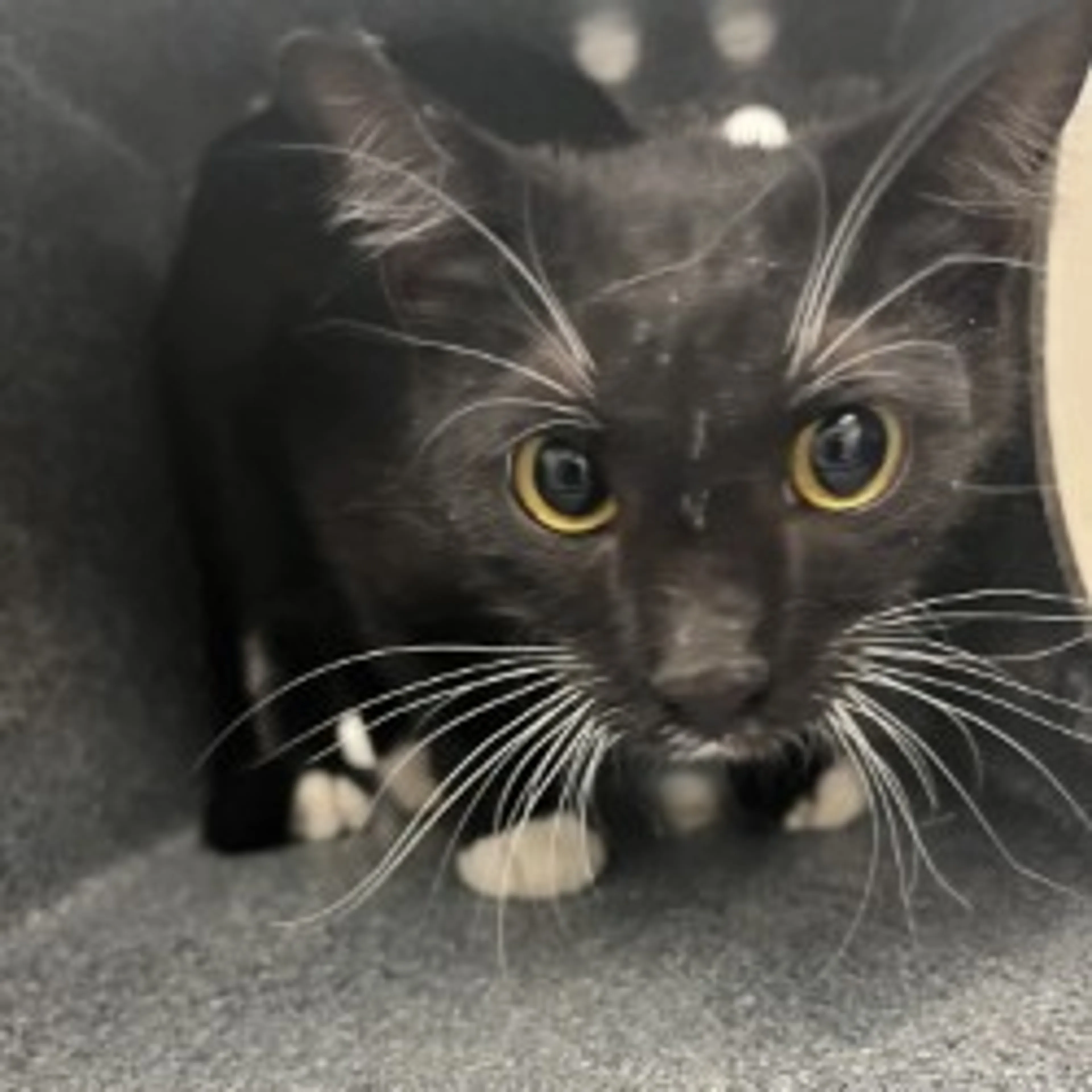 Found pet