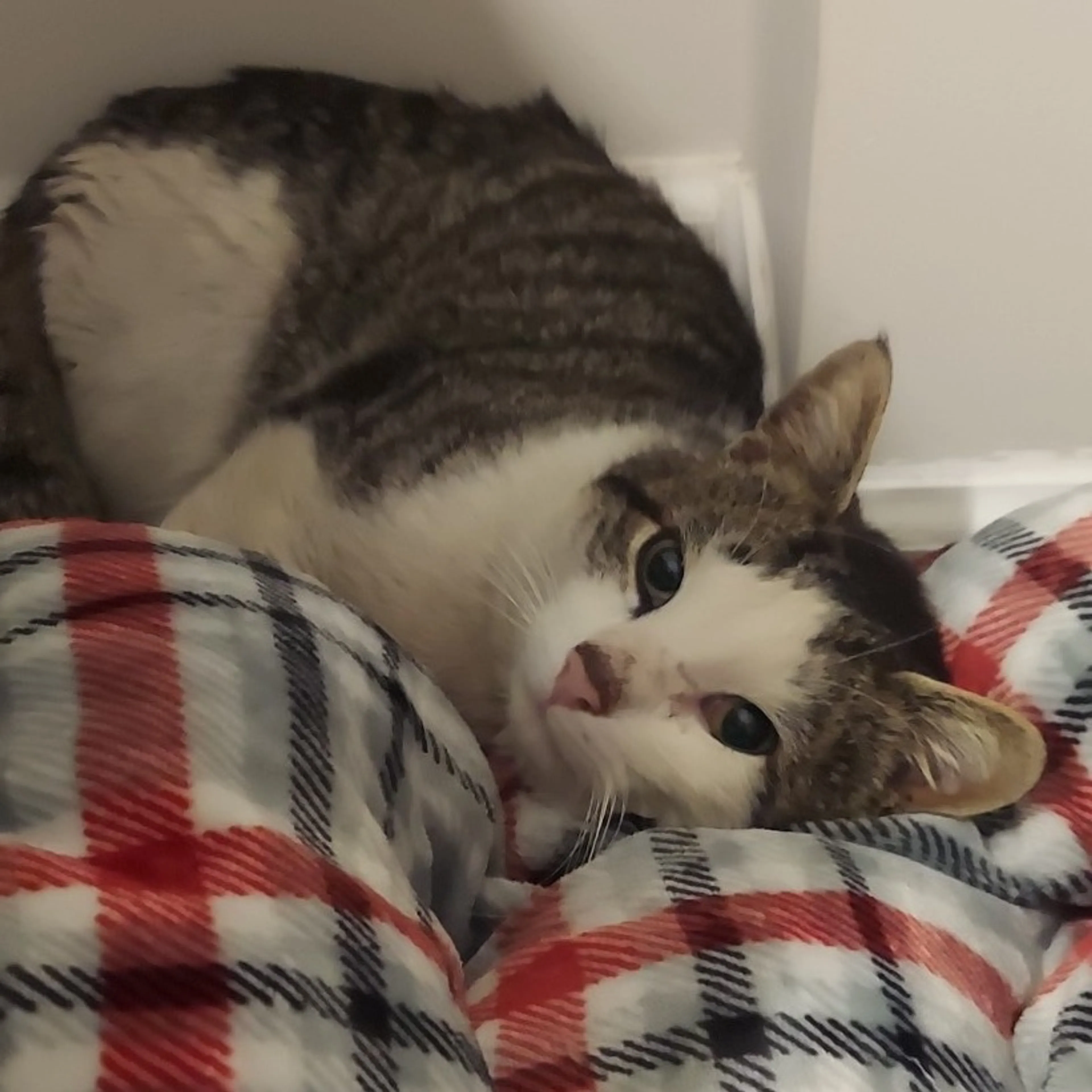 Found pet-1