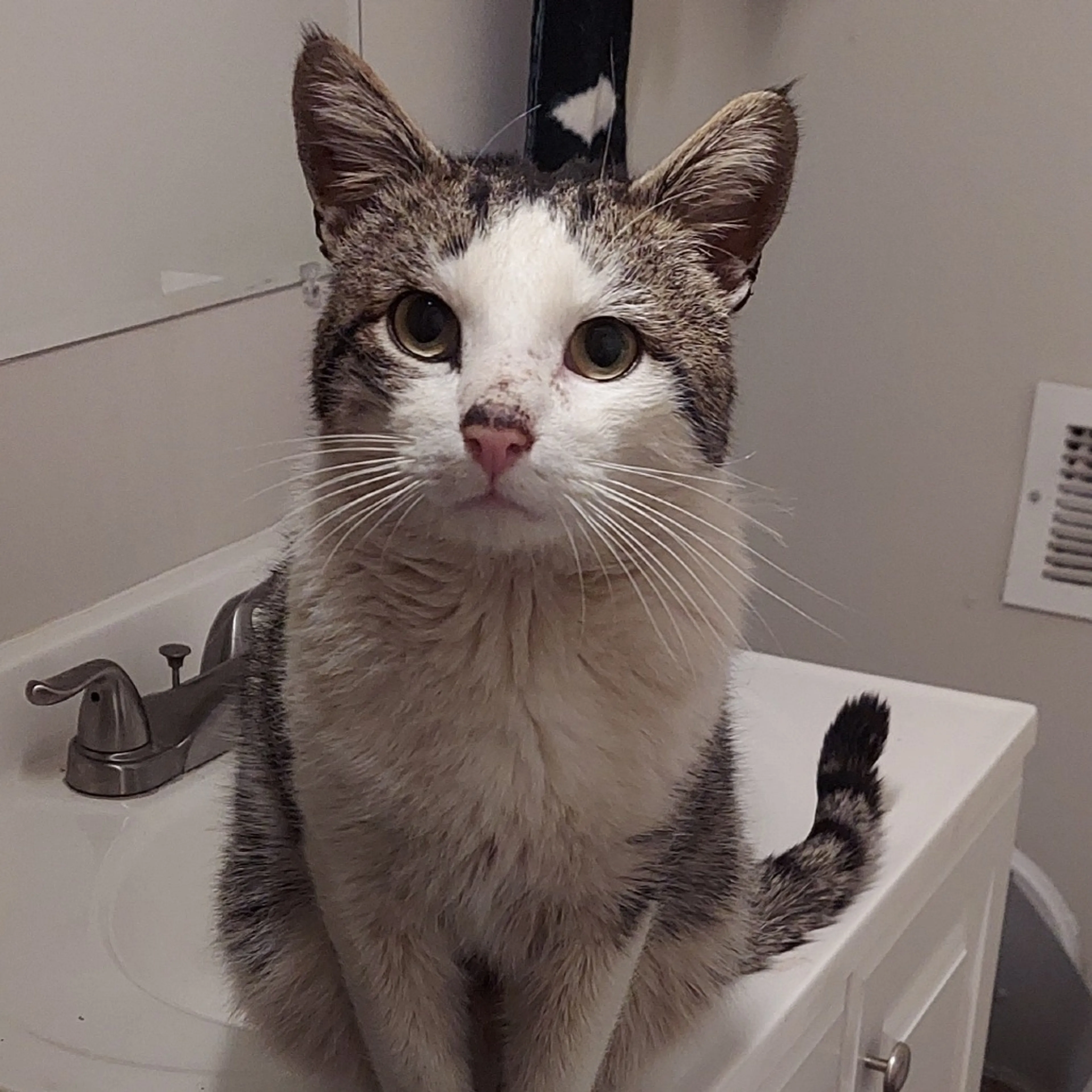 Found pet-2